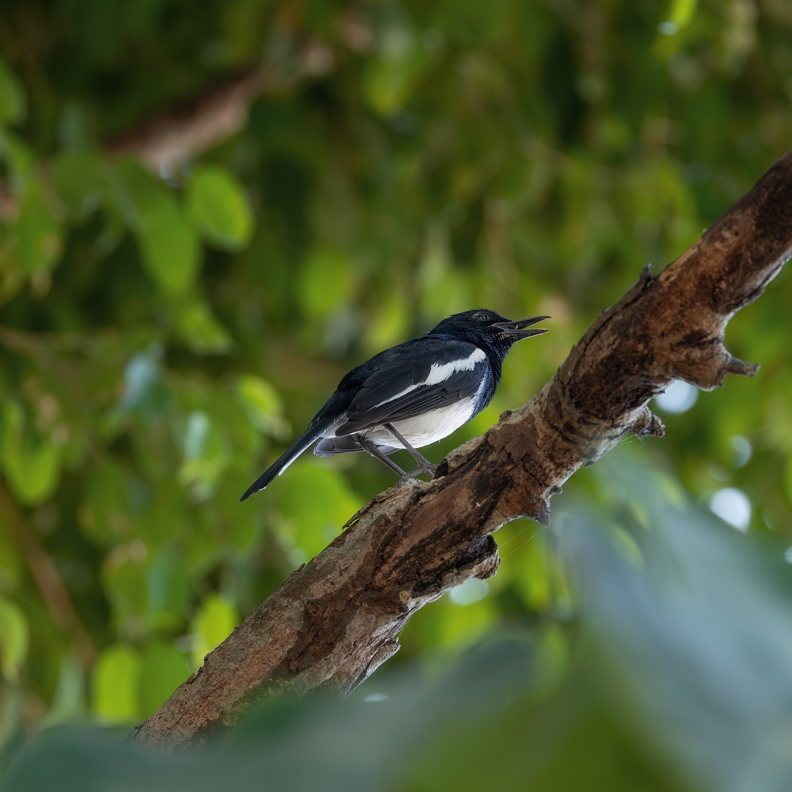 Сорочий шама-дрозд