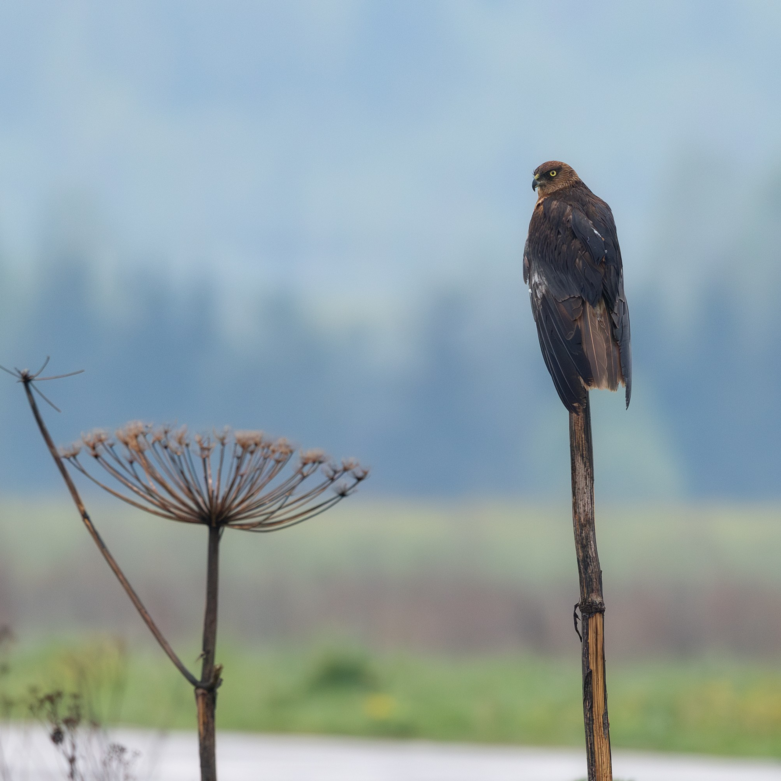 Болотный лунь