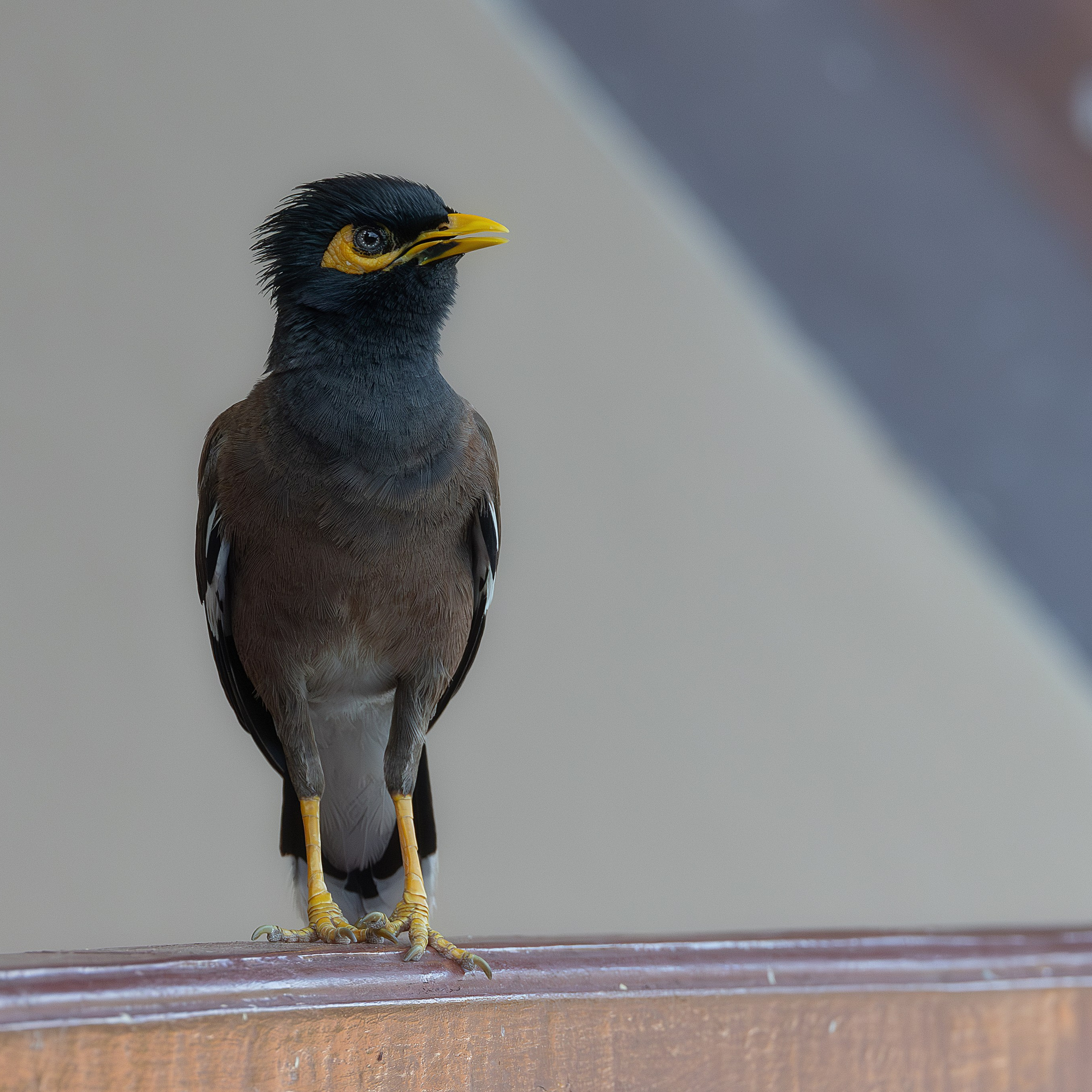 Обыкновенная майна