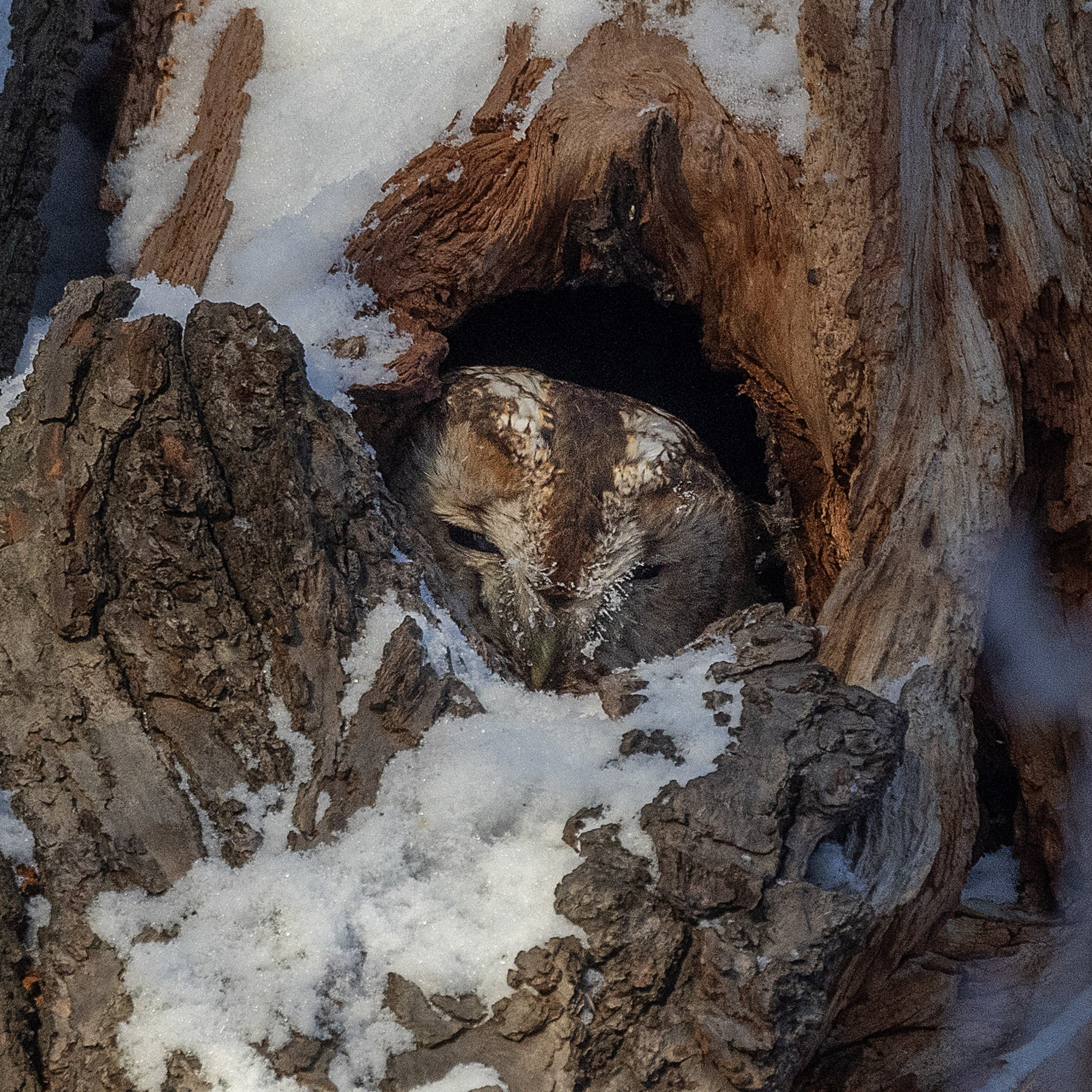 Серая неясыть