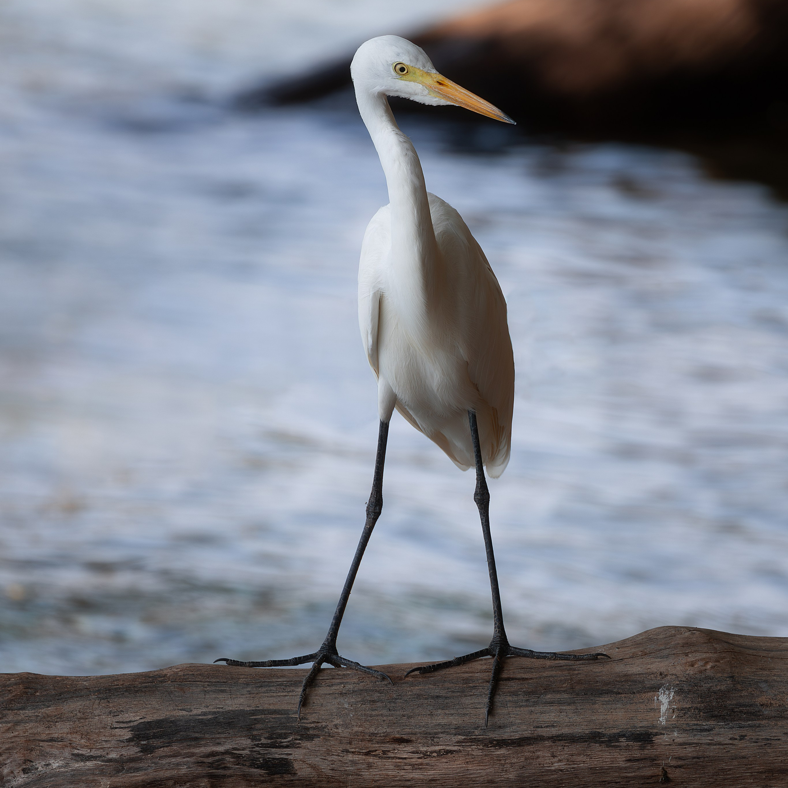 Большая белая цапля