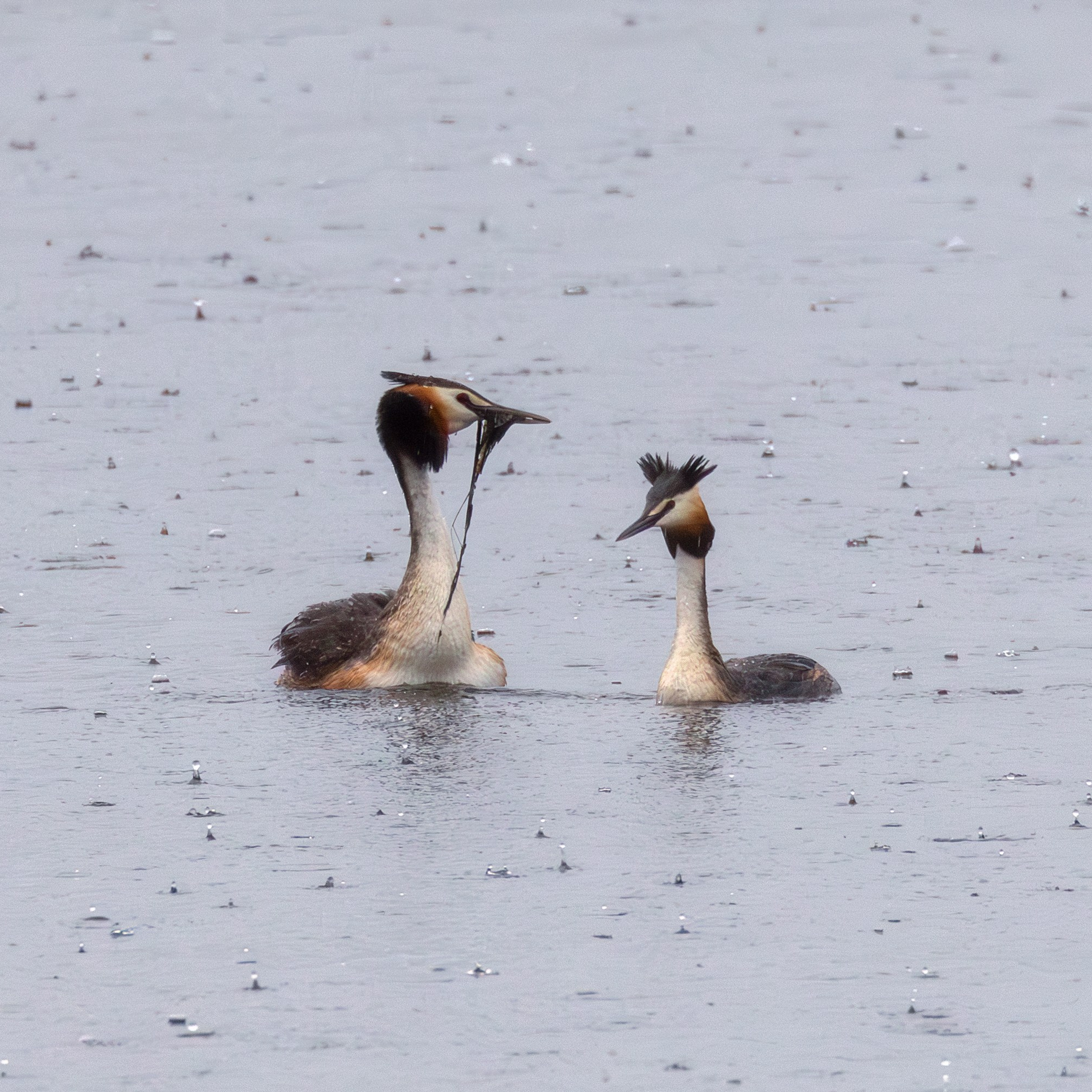 Большая поганка (чомга)