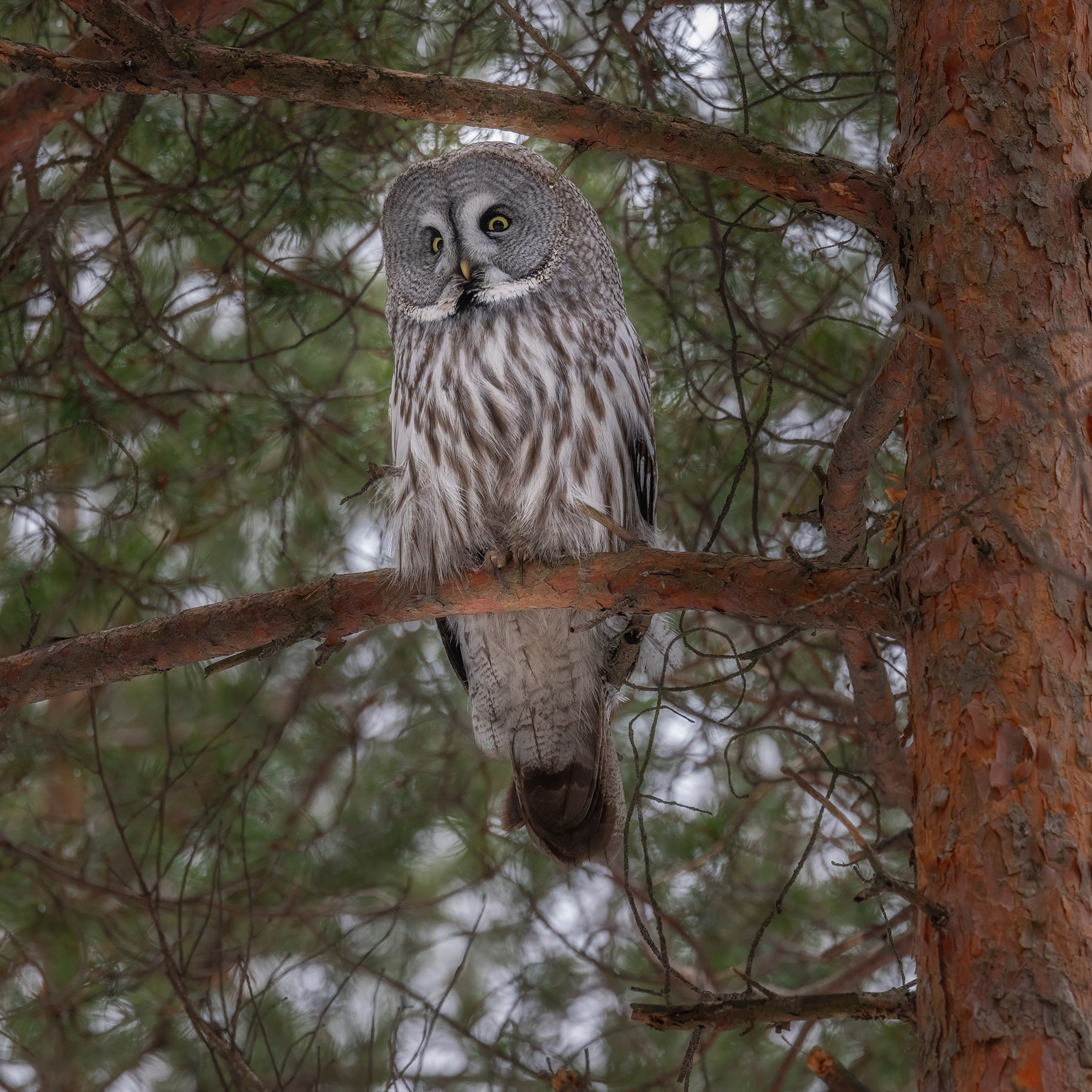 Бородатая неясыть