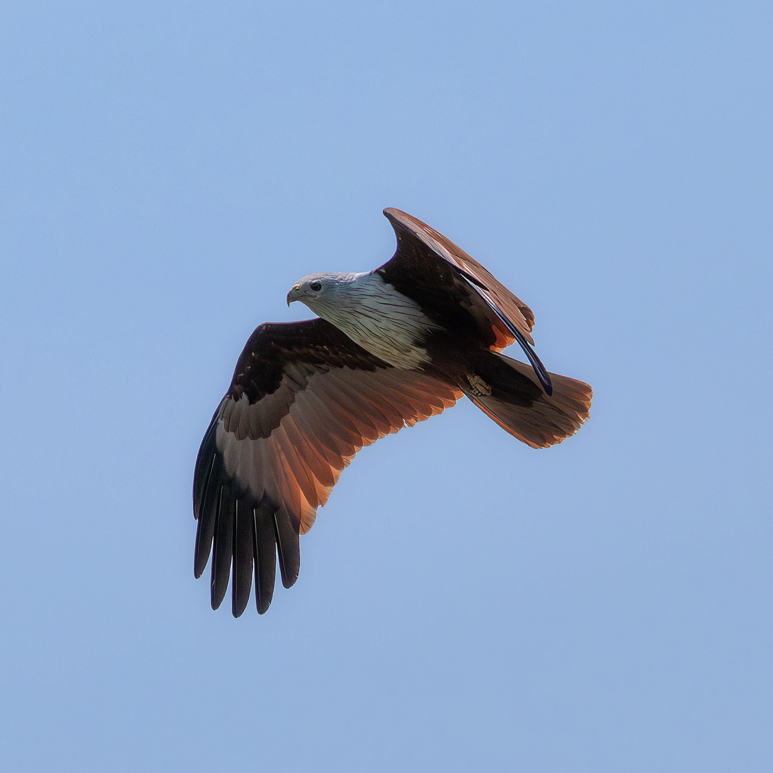 Браминский коршун