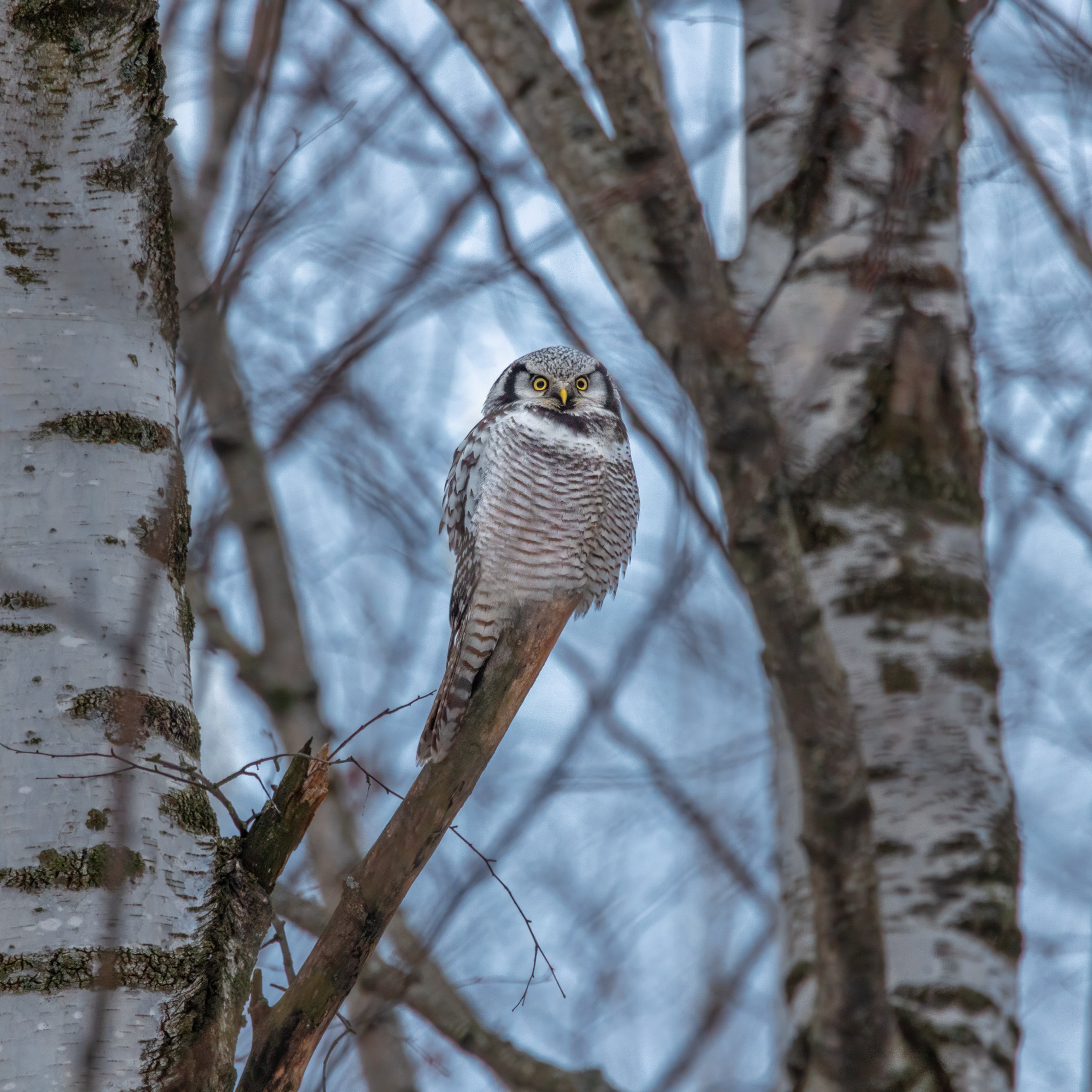 Ястребиная сова