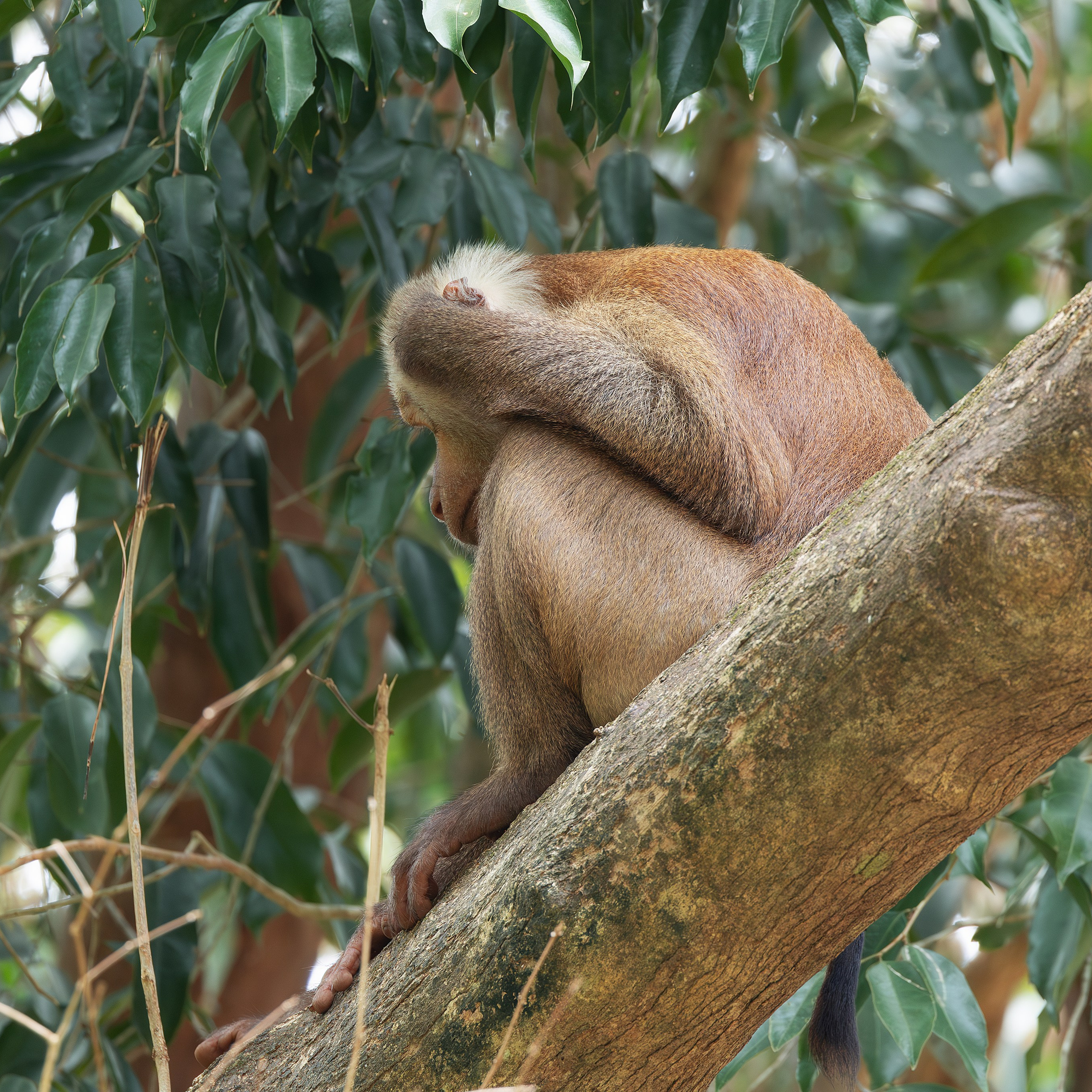 Индийский макак