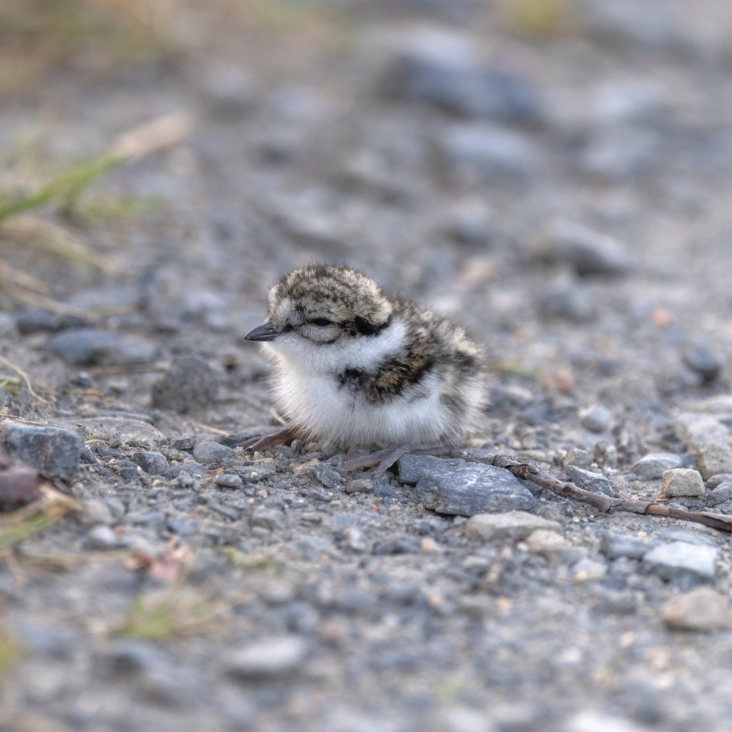 Галстучник