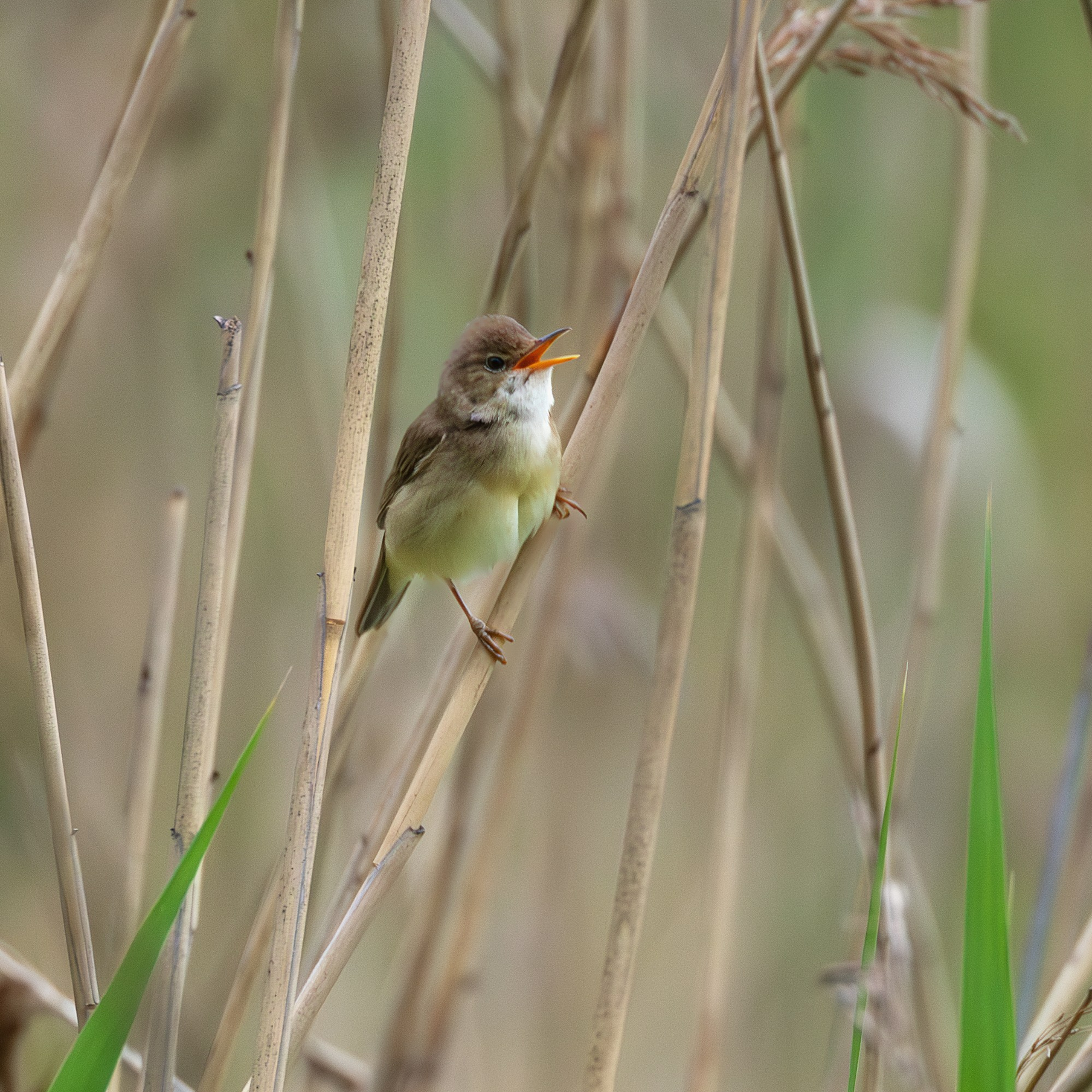 Болотная камышовка