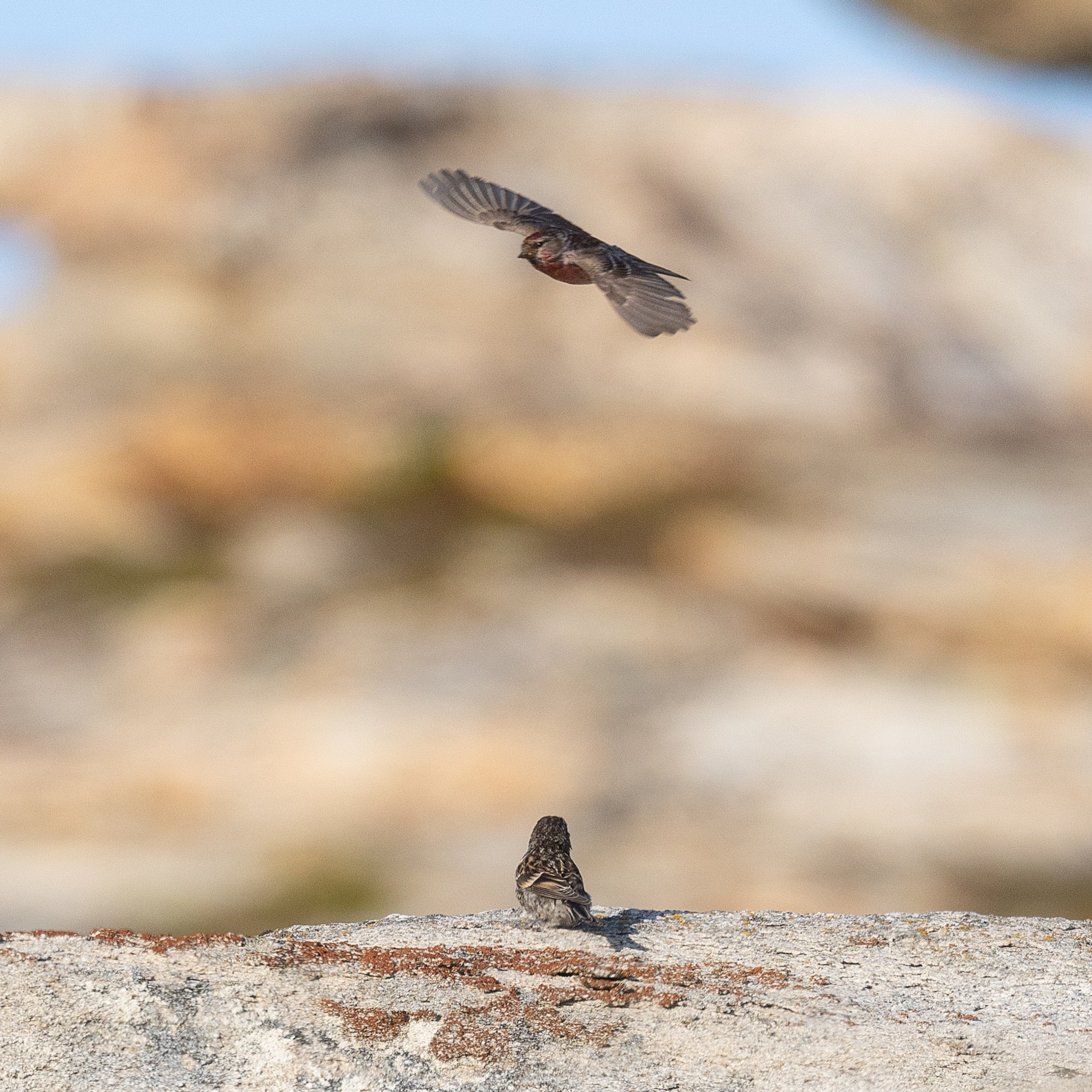 Горная чечётка