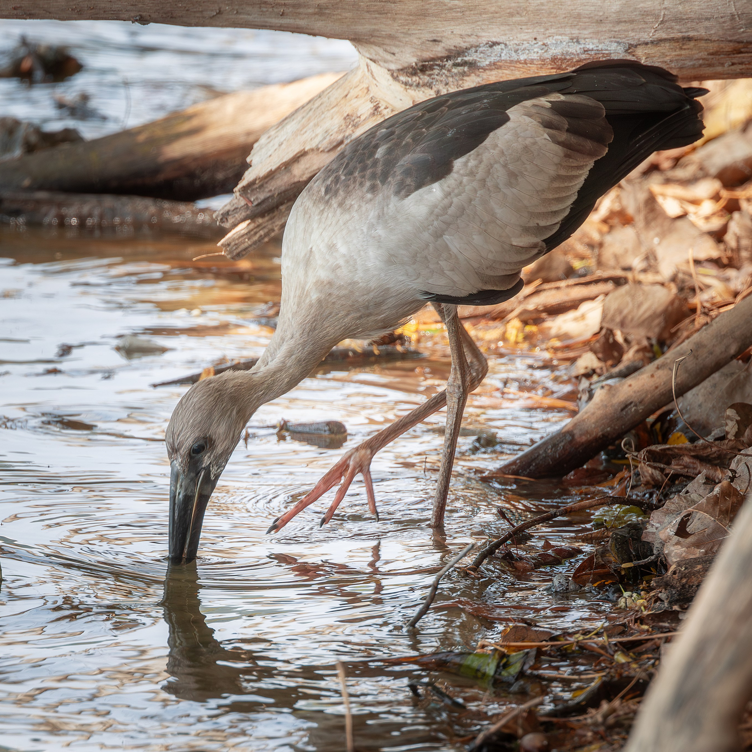Индийский аист-разиня