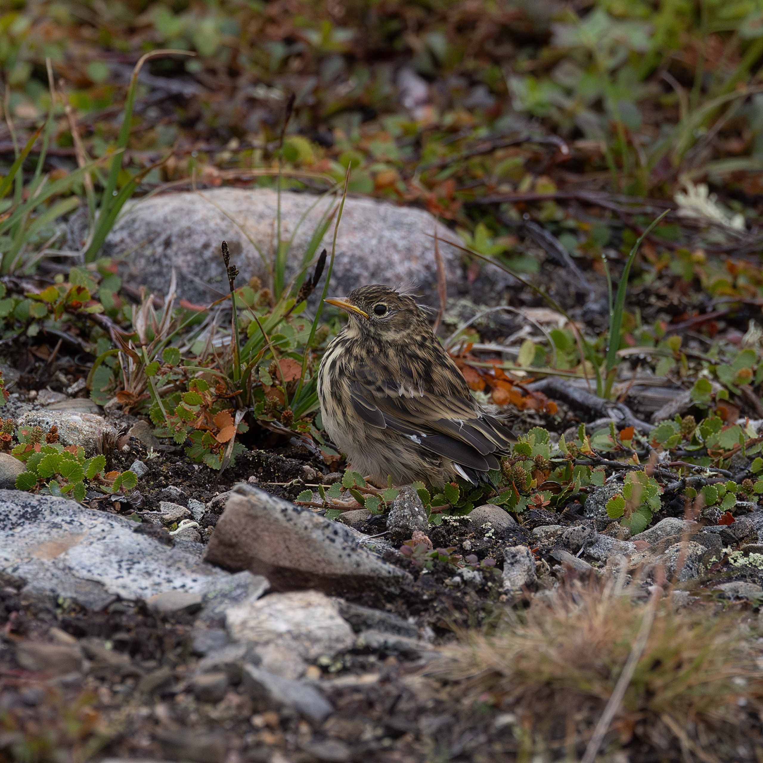Луговой конёк