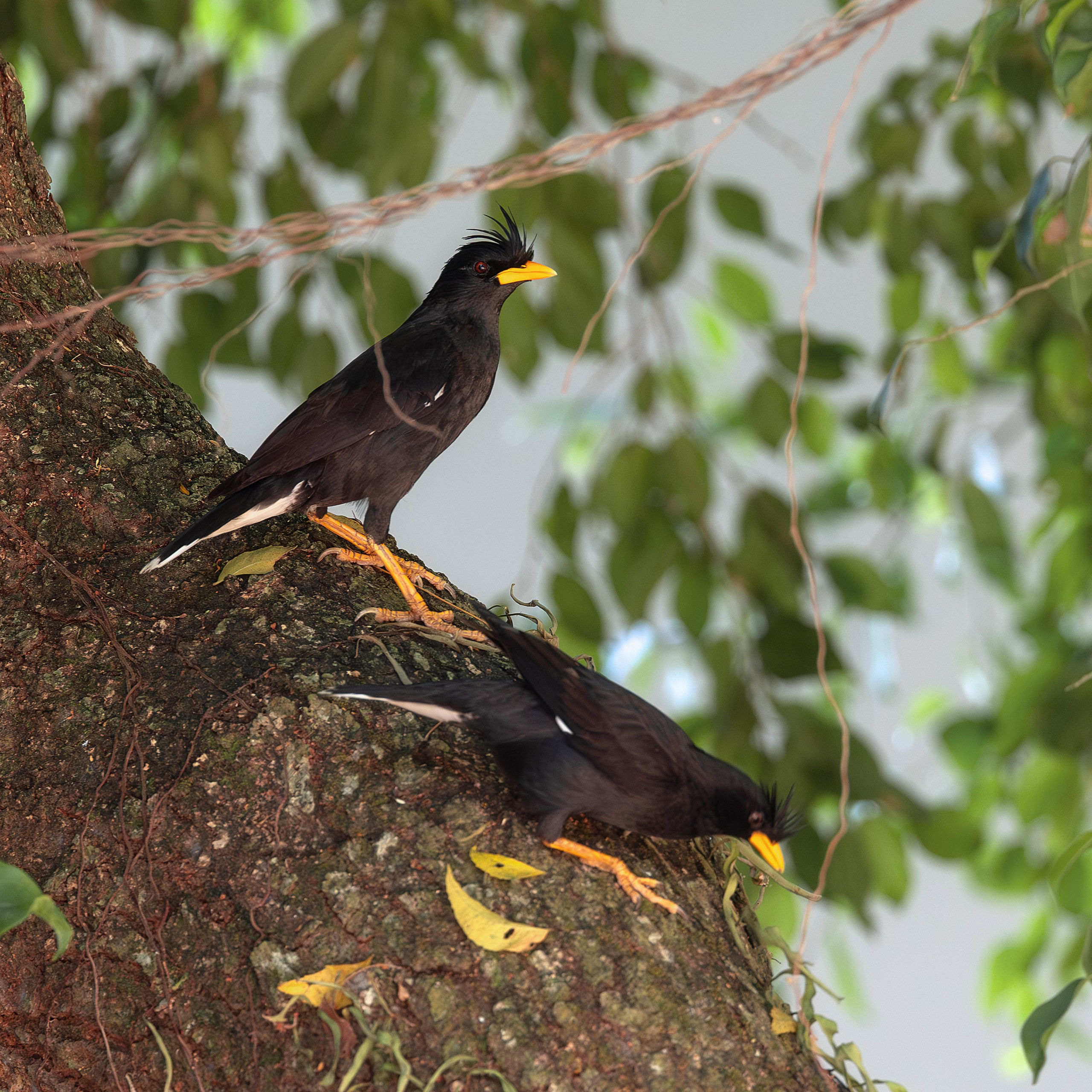 Большая майна