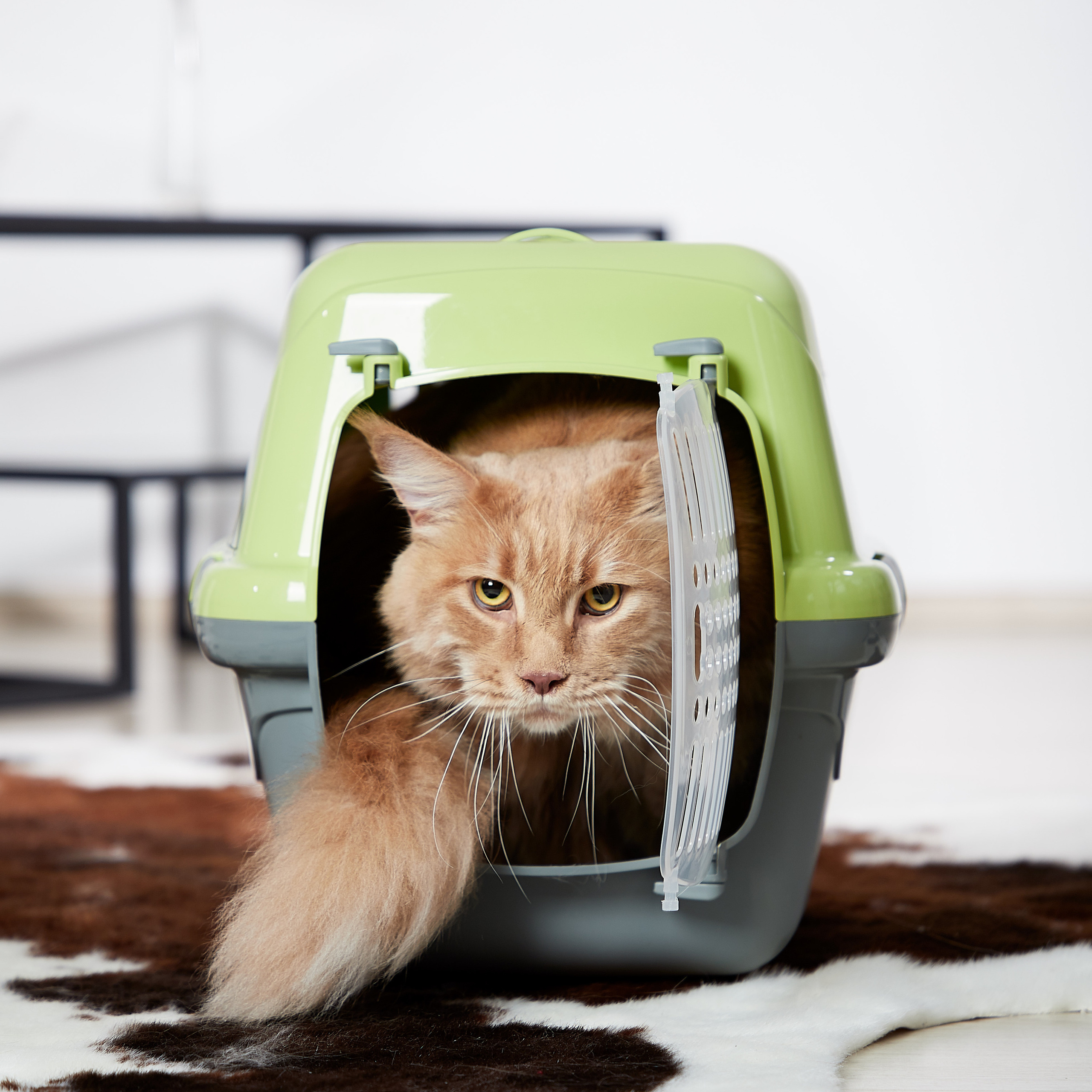 Переноска для кошки