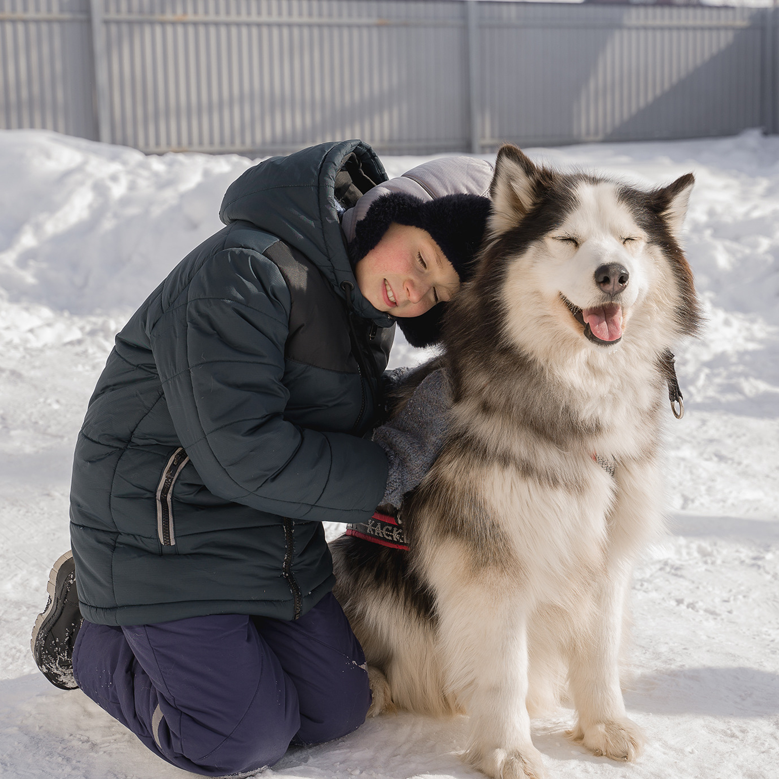 Деревня хаски