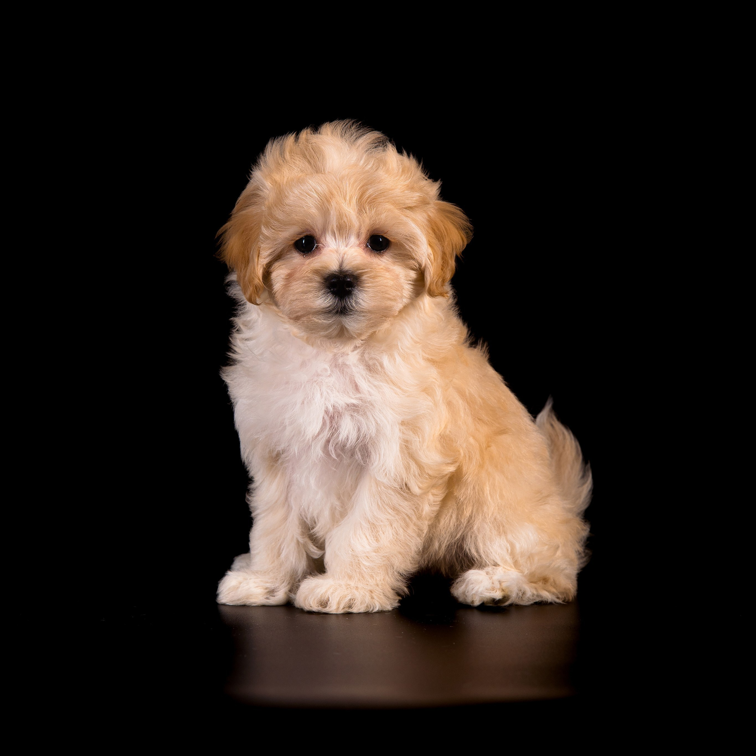 Съемка животных