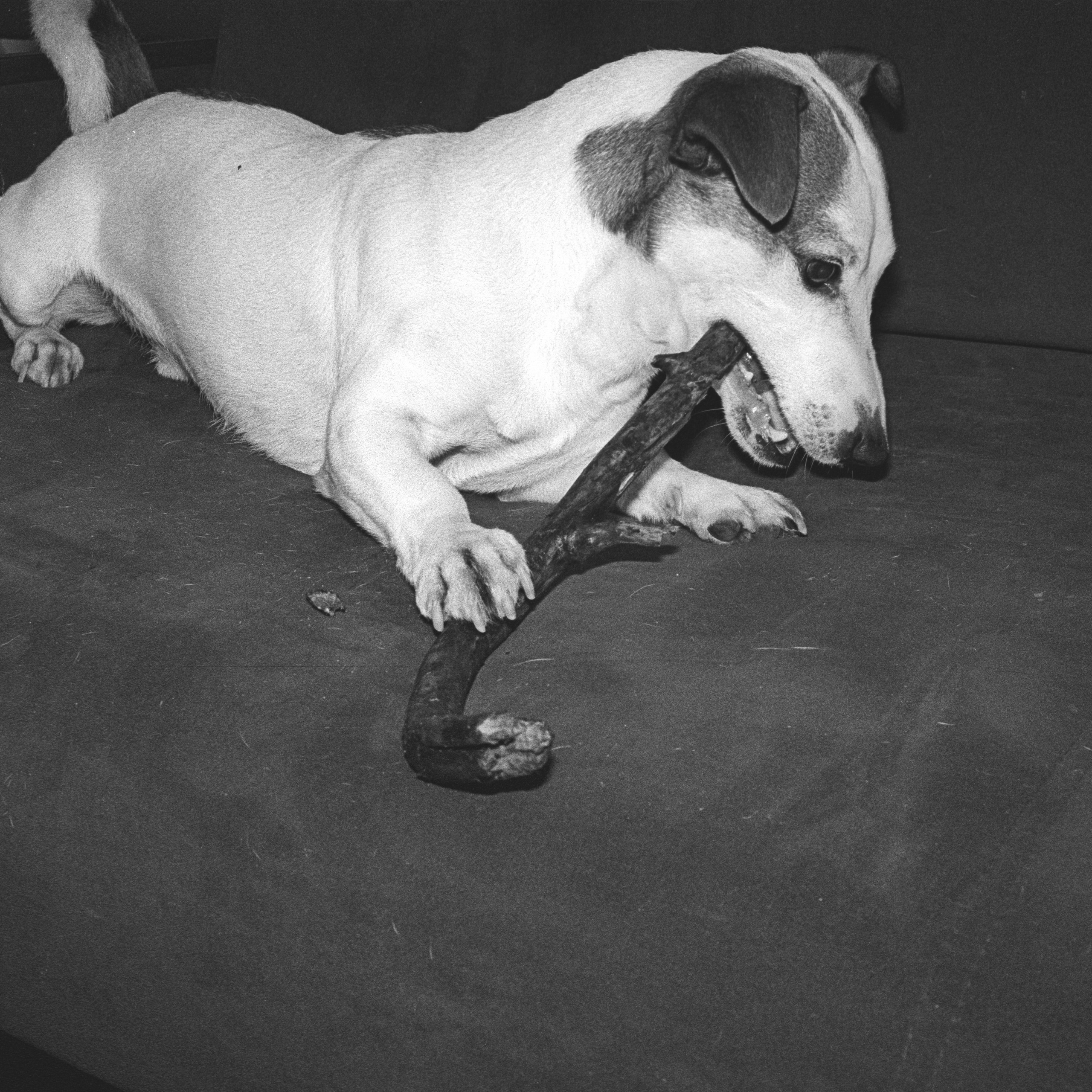 коллективный труд, городская парикмахерская, брянск