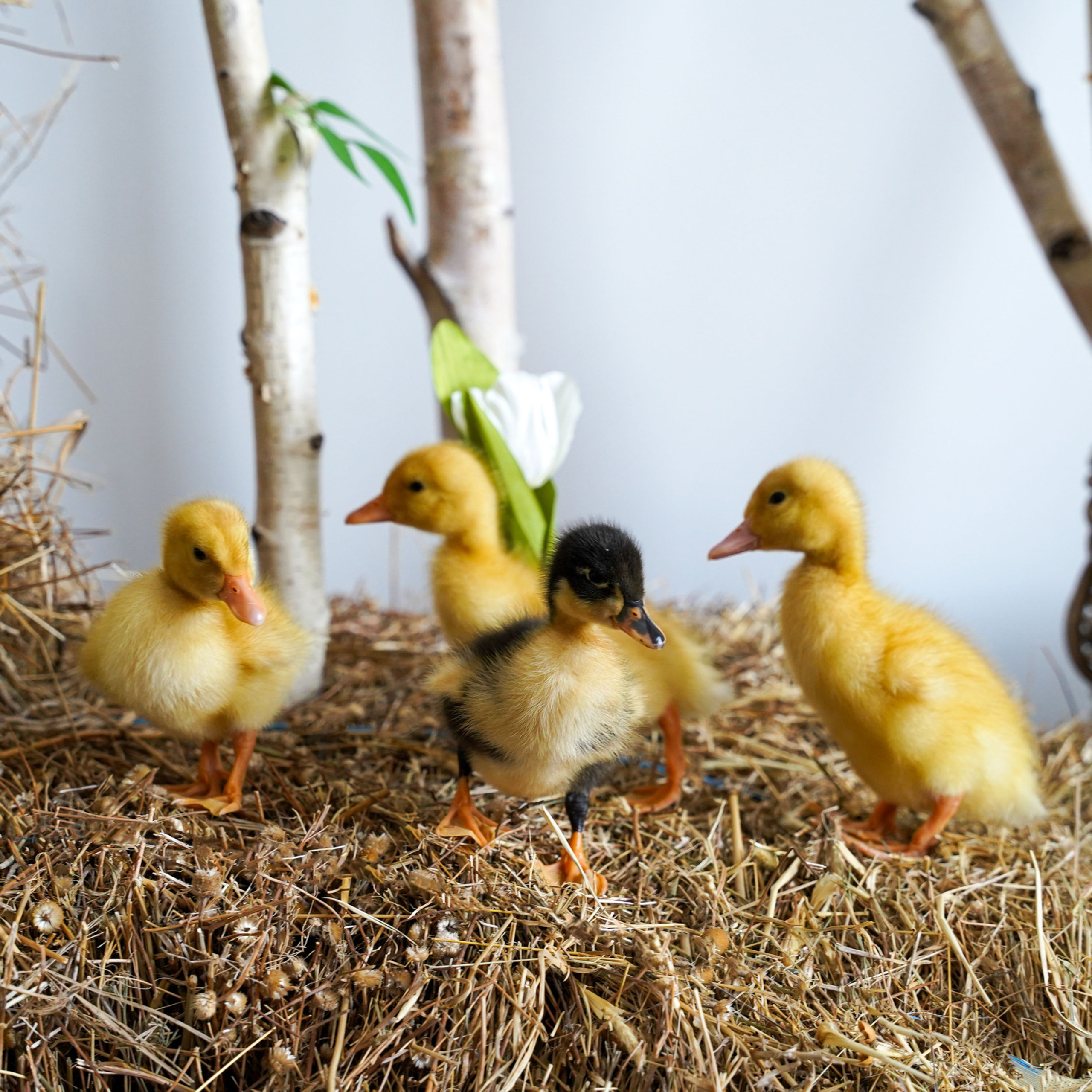 ОТЗЫВЫ. Фотограф в Ялте Инна Найден. Детский и семейный фотограф