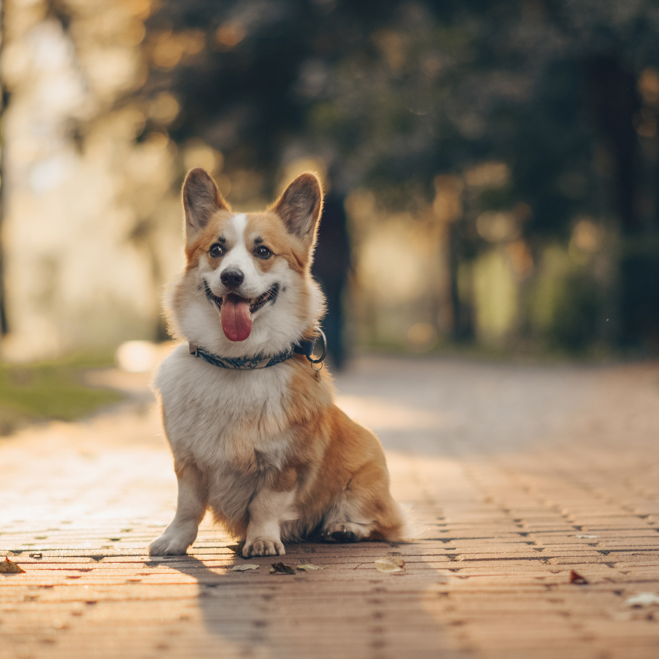 Алина и Ройс, парк на Яузе