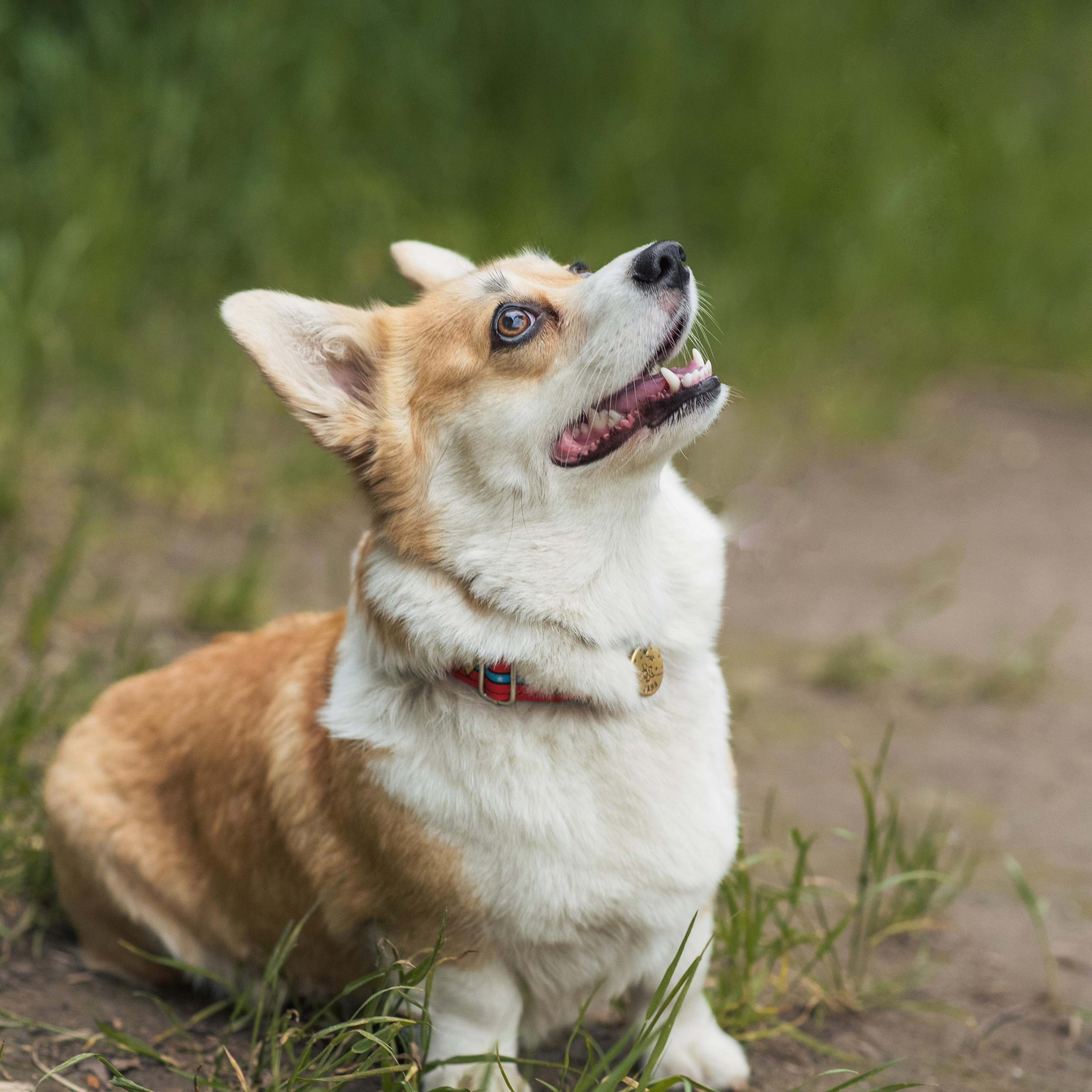 Юлия и Шаня, Покровское-Стрешнево