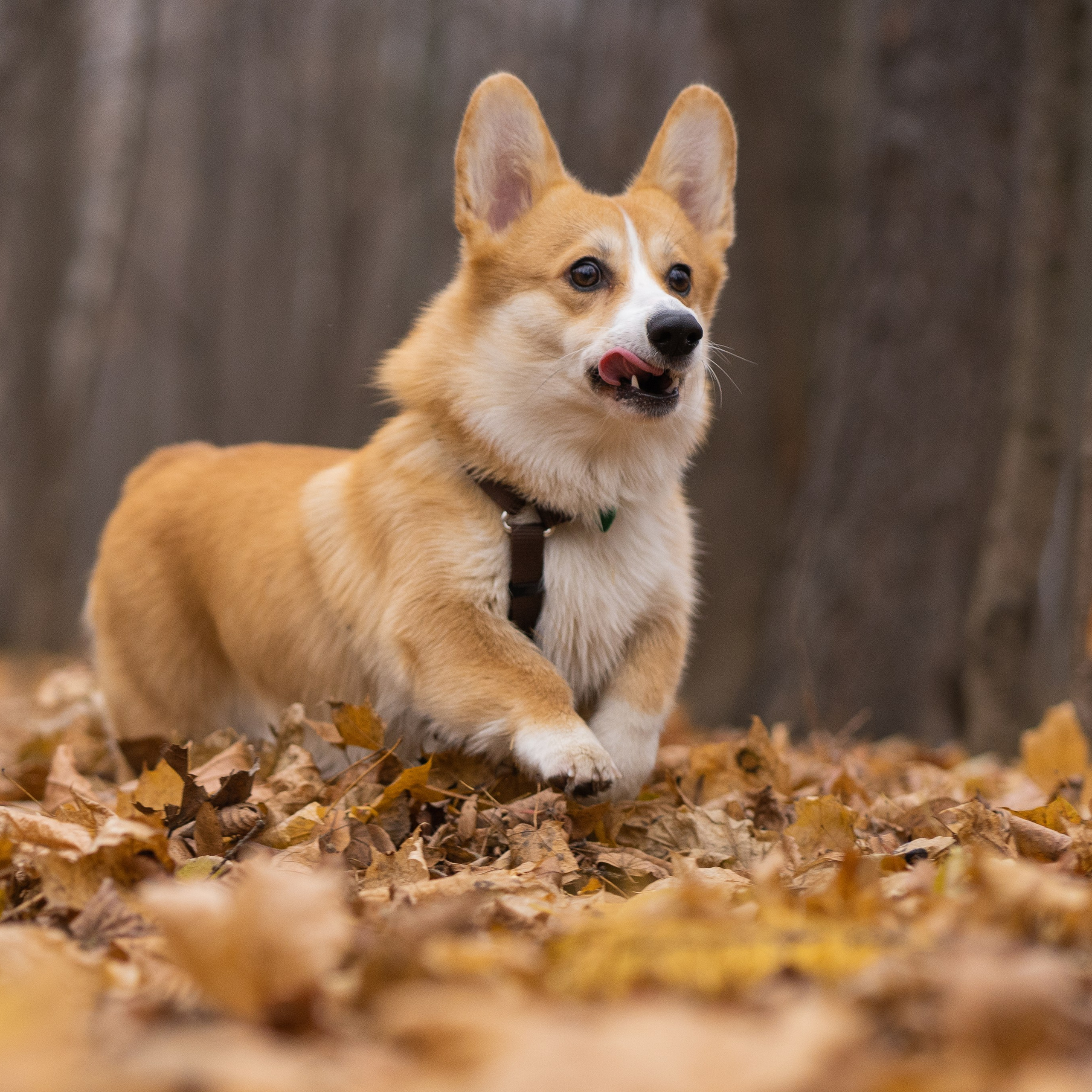Ульяна, Рома, корги Эйс