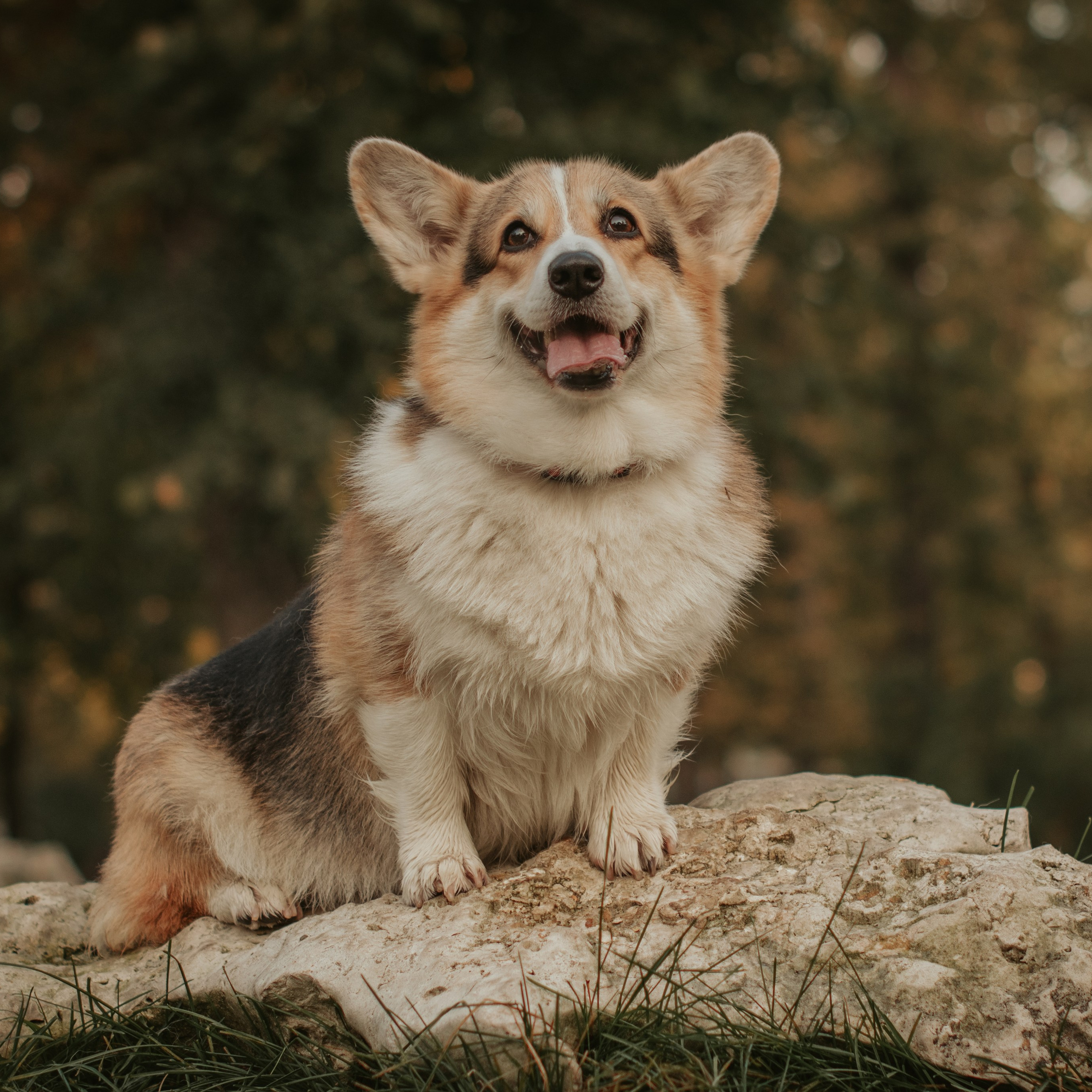 Аня и Булочка, Сокольники