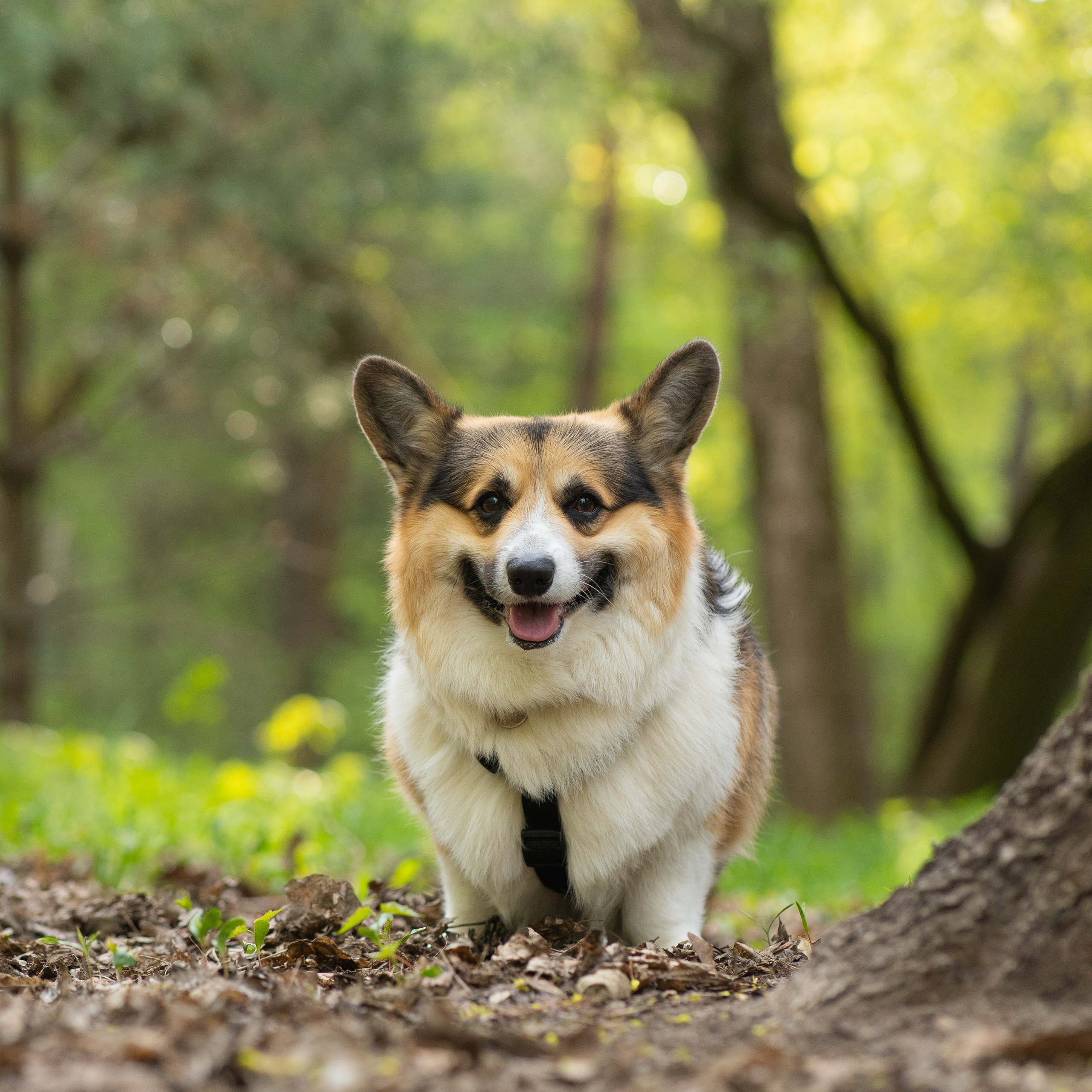 Катя и Честер, Серебряный бор