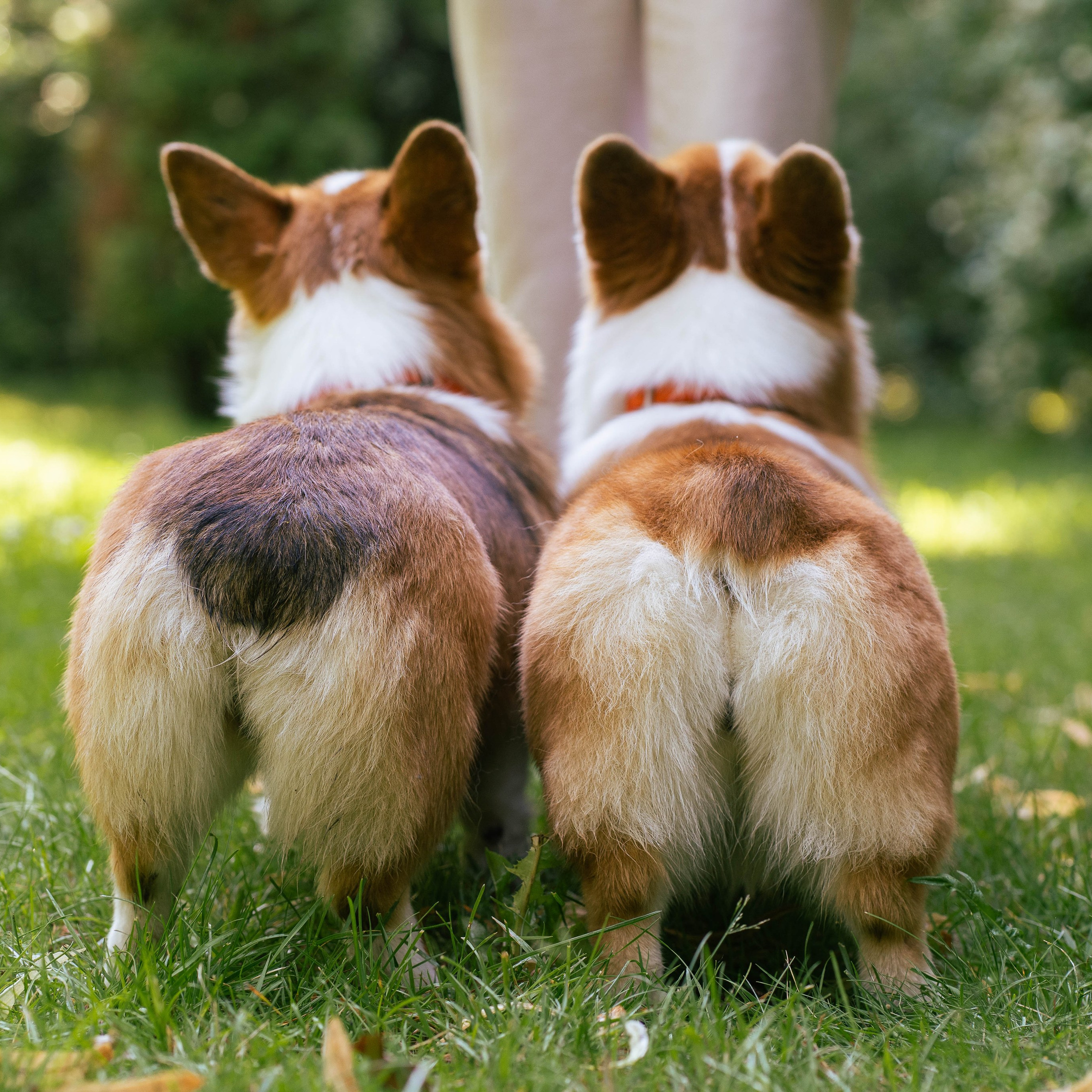 Ольга и коржики