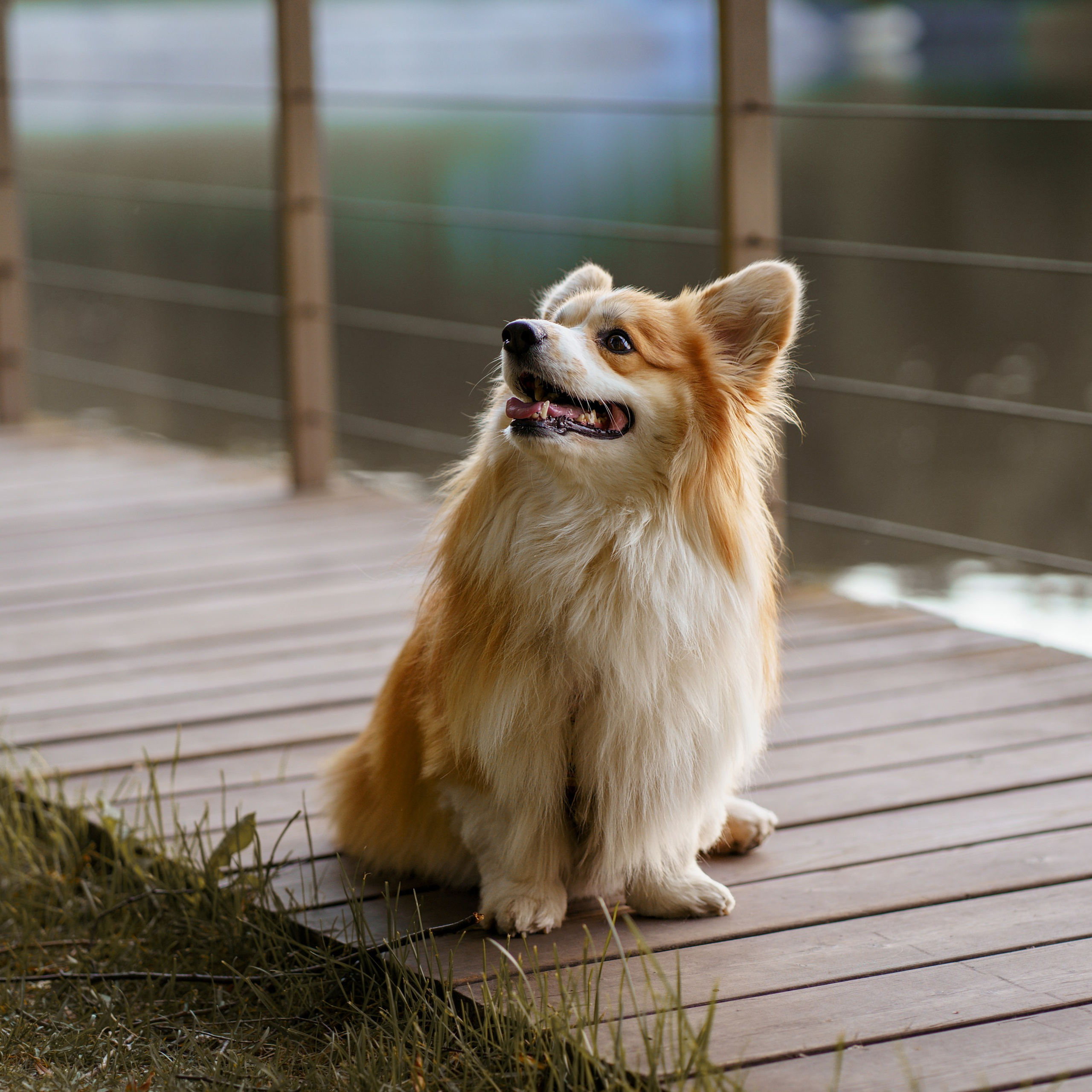 Катя, Арсений и Пух