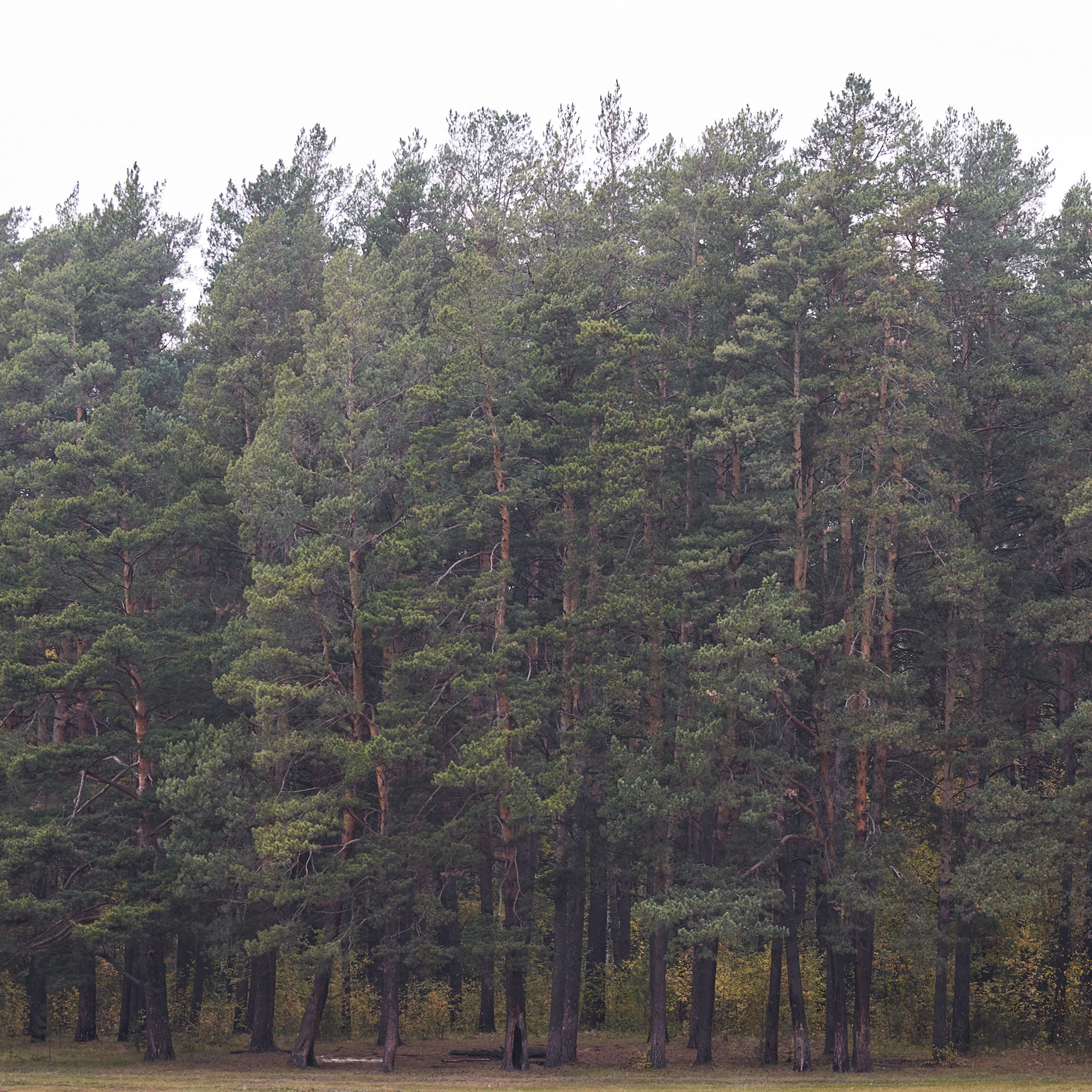 Отзывы. Репортажный фотограф Новосибирск — Станислав Попов