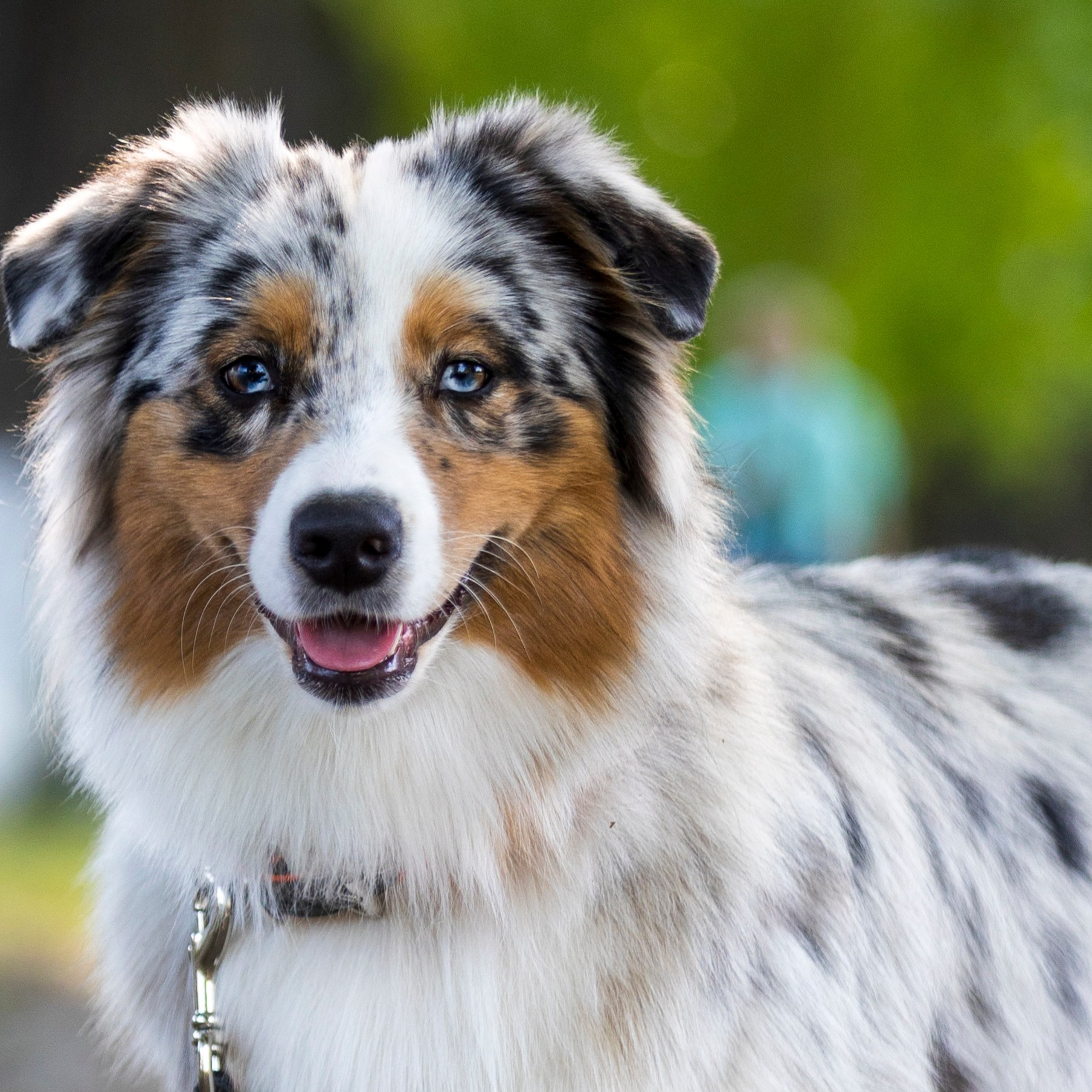 Фотосессии с собаками!