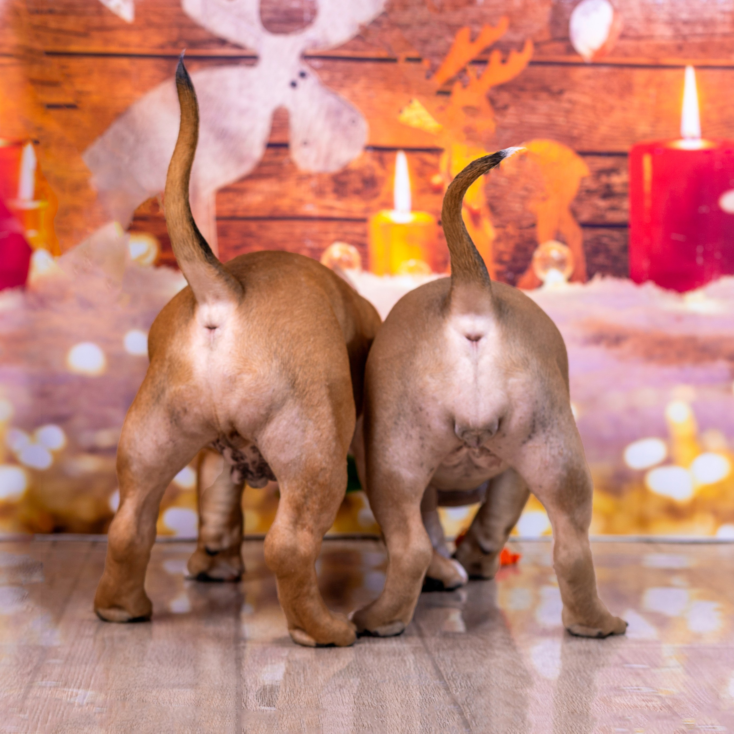 Американский булли!