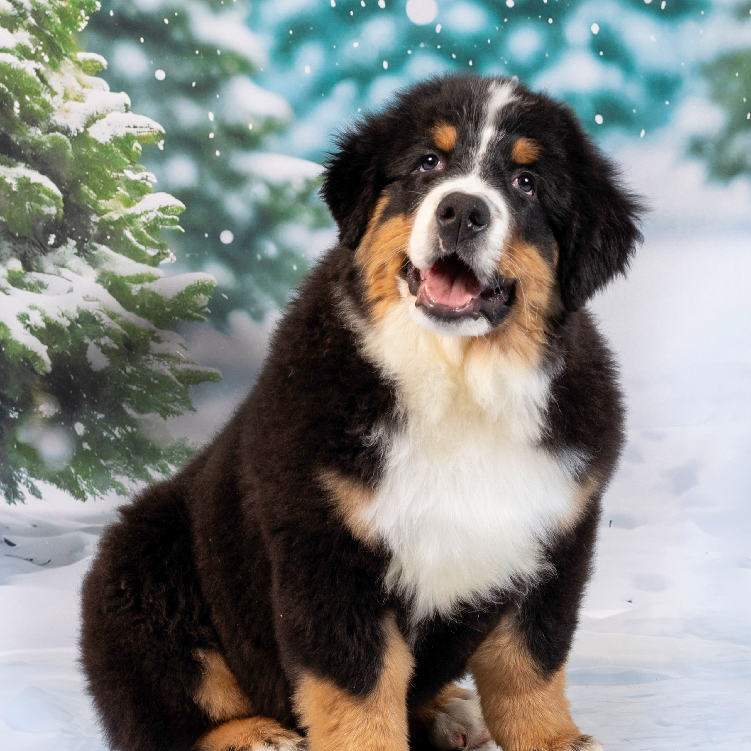 Бонжерон прайд