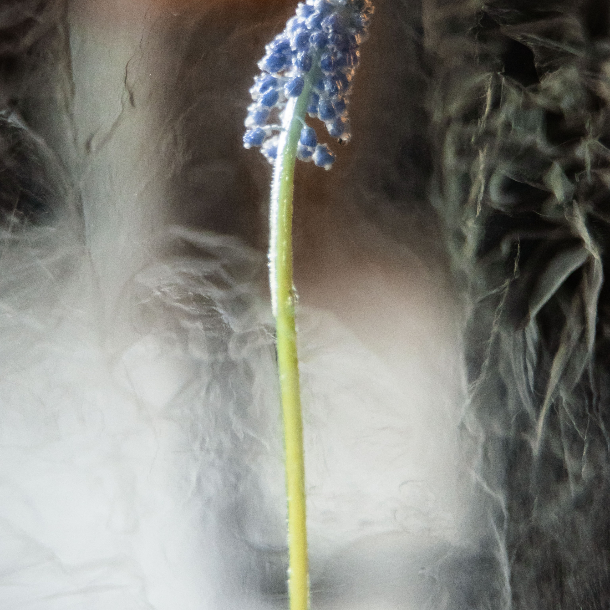 Spring has come