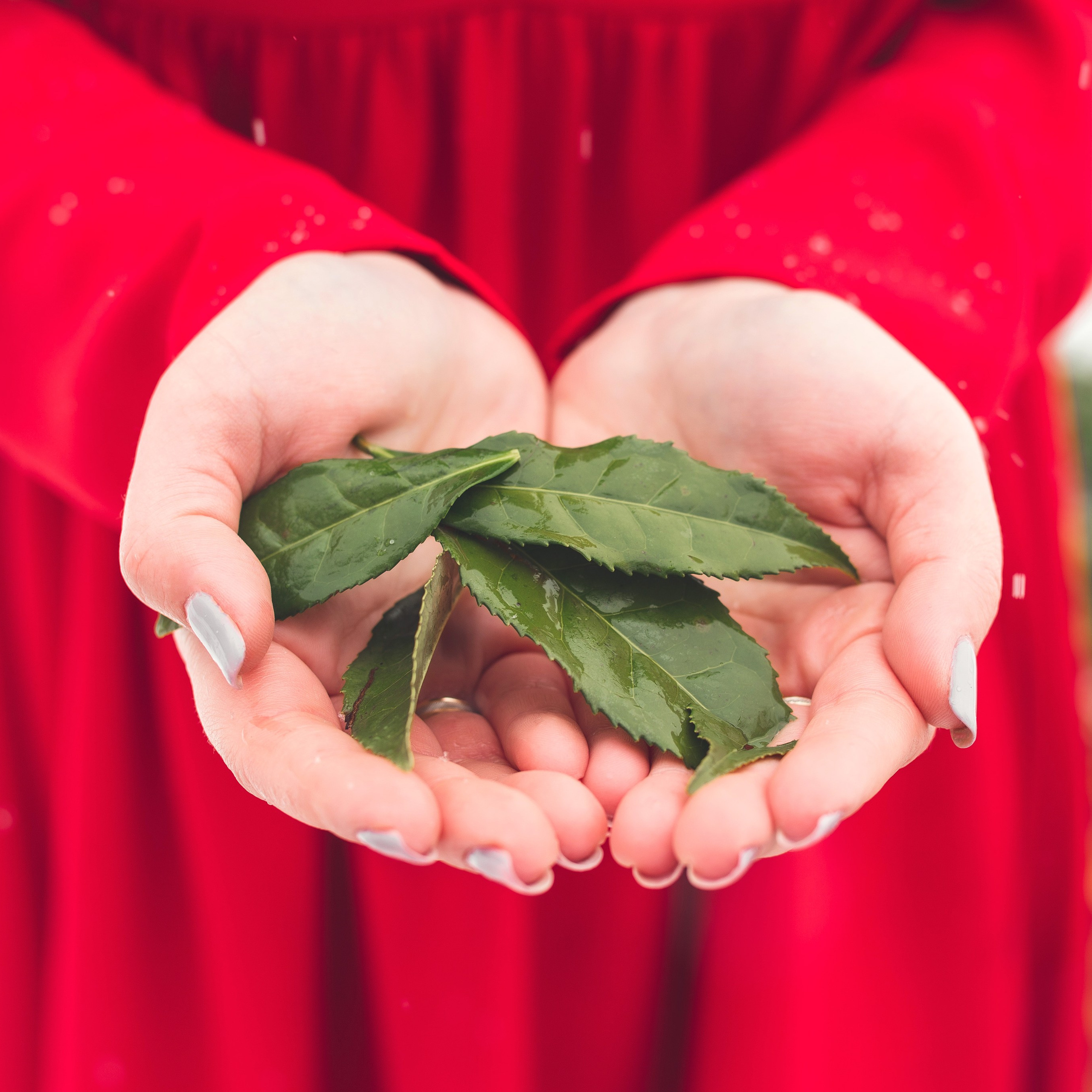 Анна. Чайные плантации