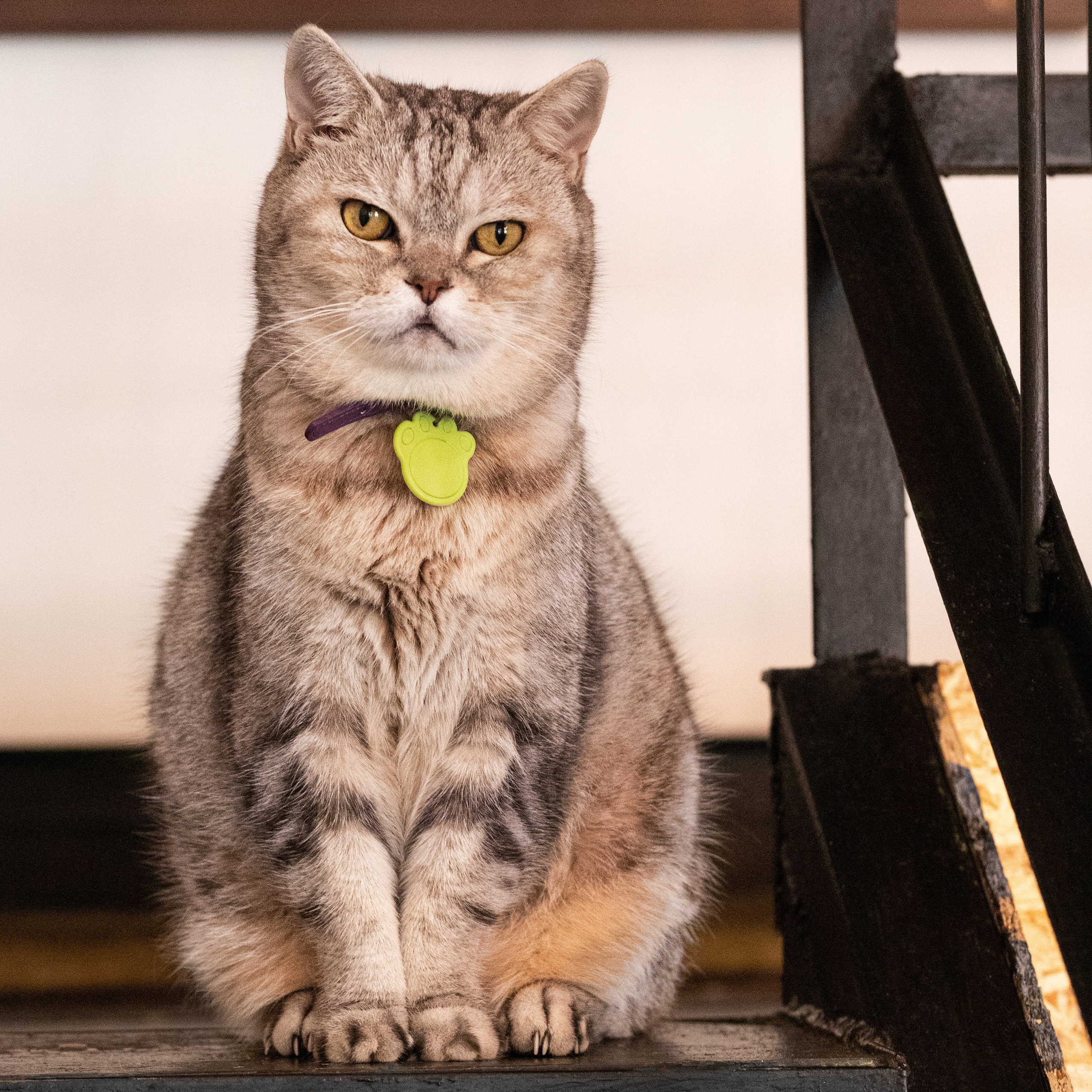 Котики «Чукотка» 2020