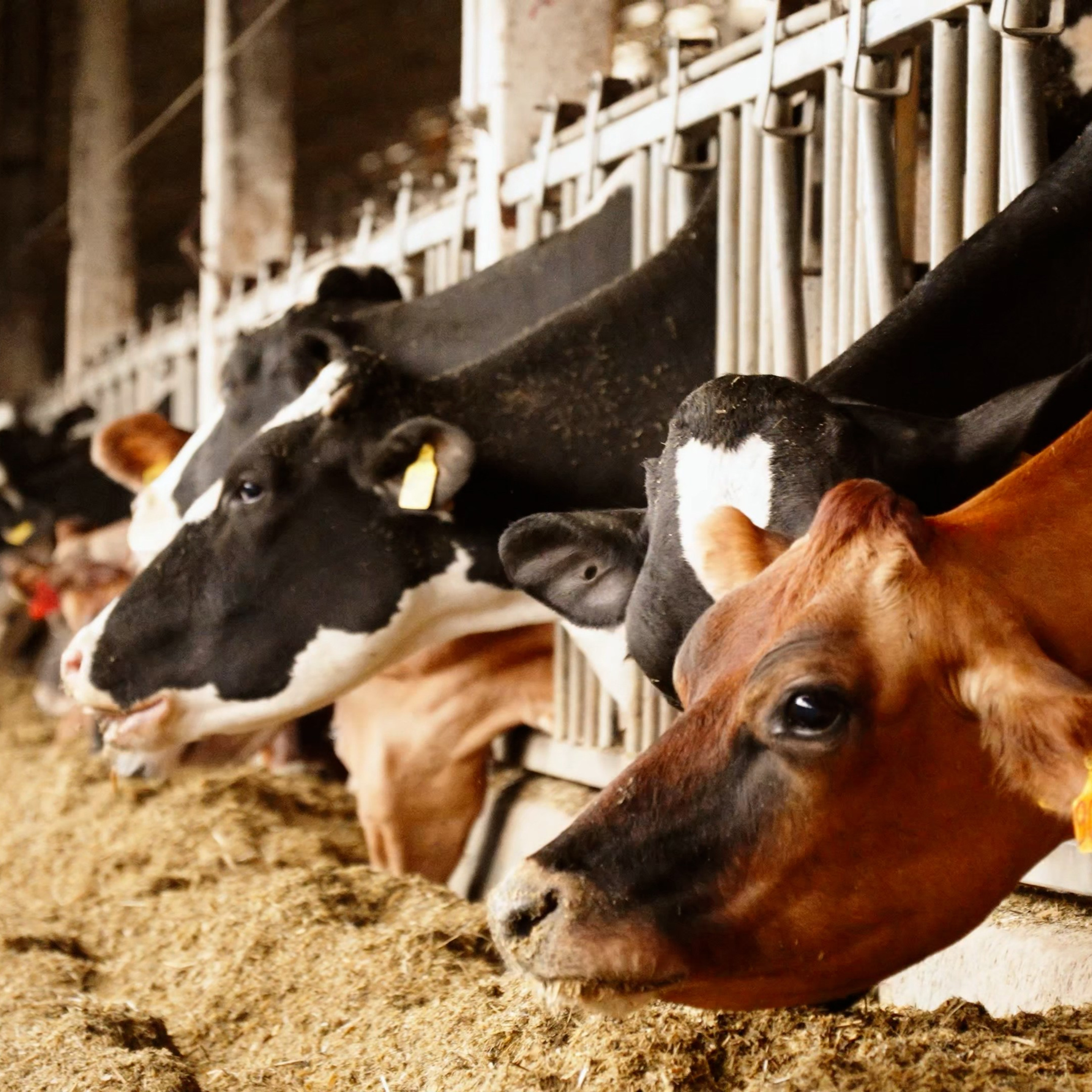 «KOBLIK Group». Фотограф и видеограф Максим Карпов Воронеж