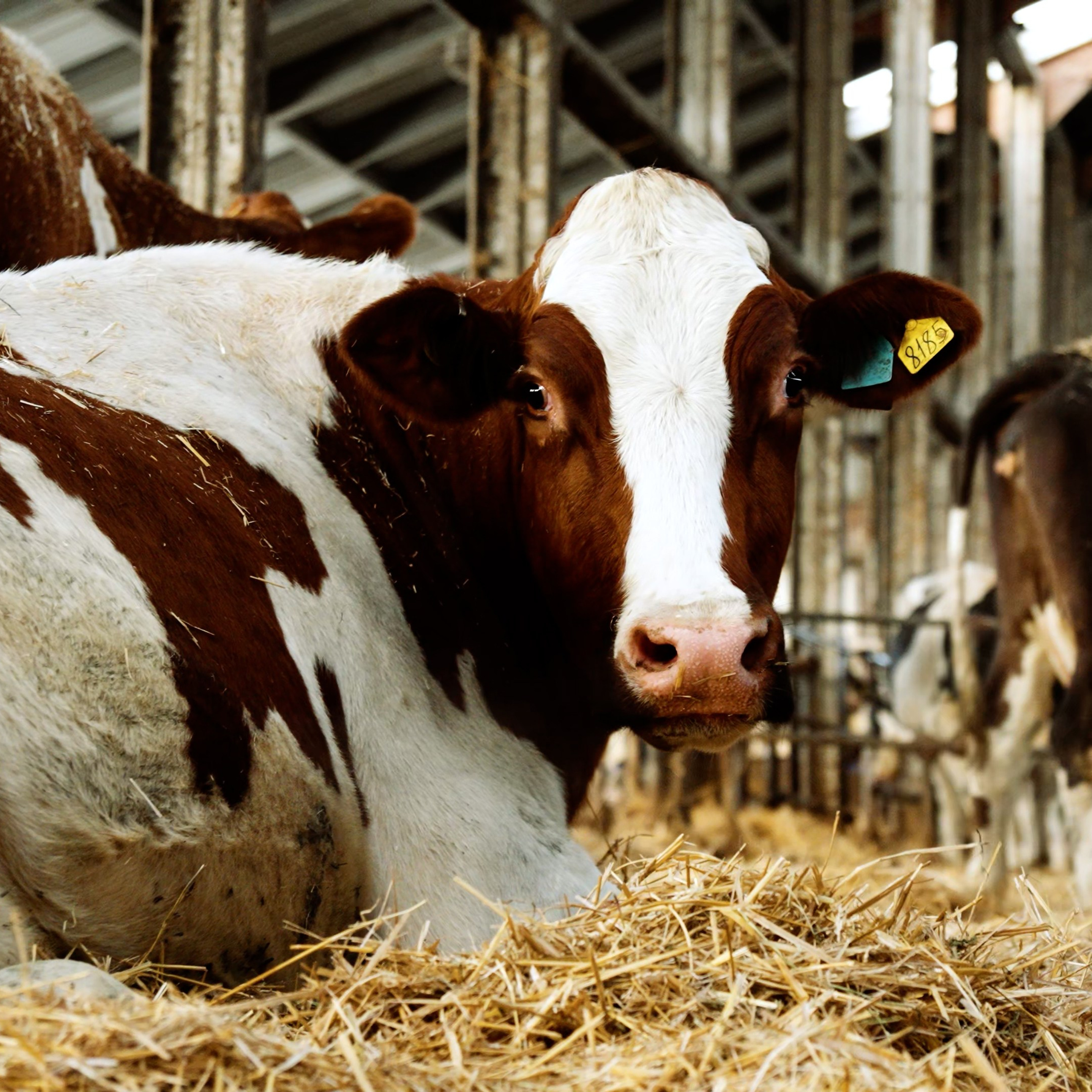 «KOBLIK Group». Фотограф и видеограф Максим Карпов Воронеж