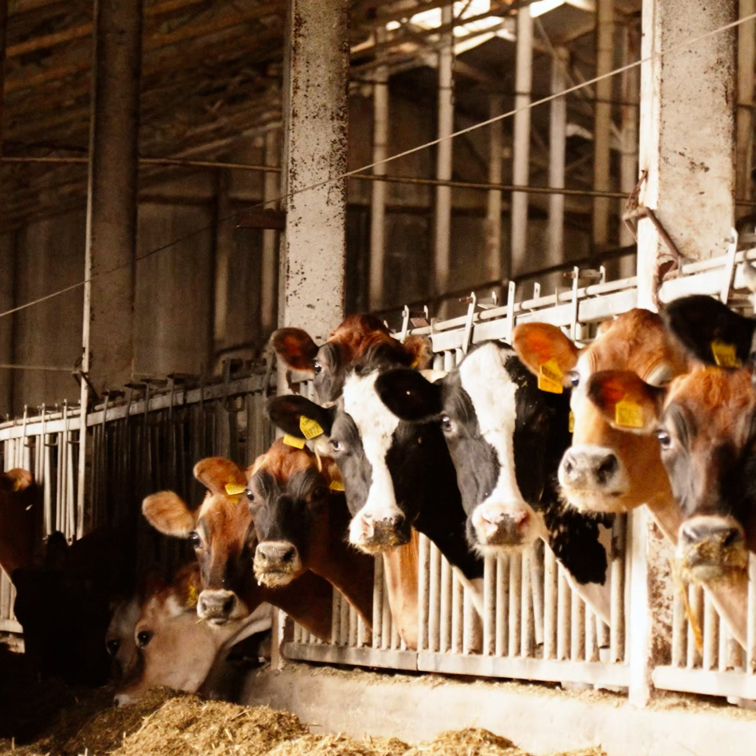 «KOBLIK Group». Фотограф и видеограф Максим Карпов Воронеж