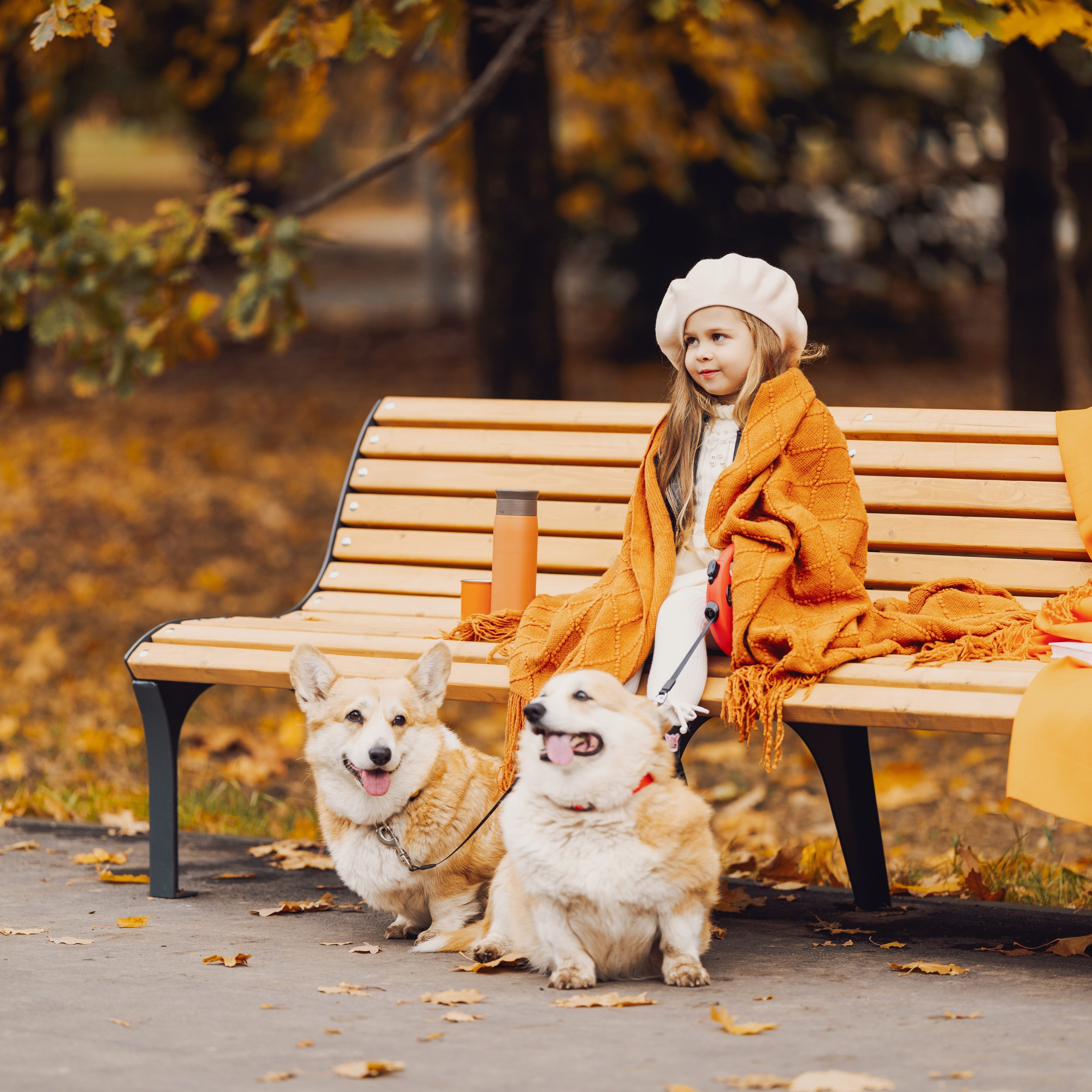 Золотая осень с корги