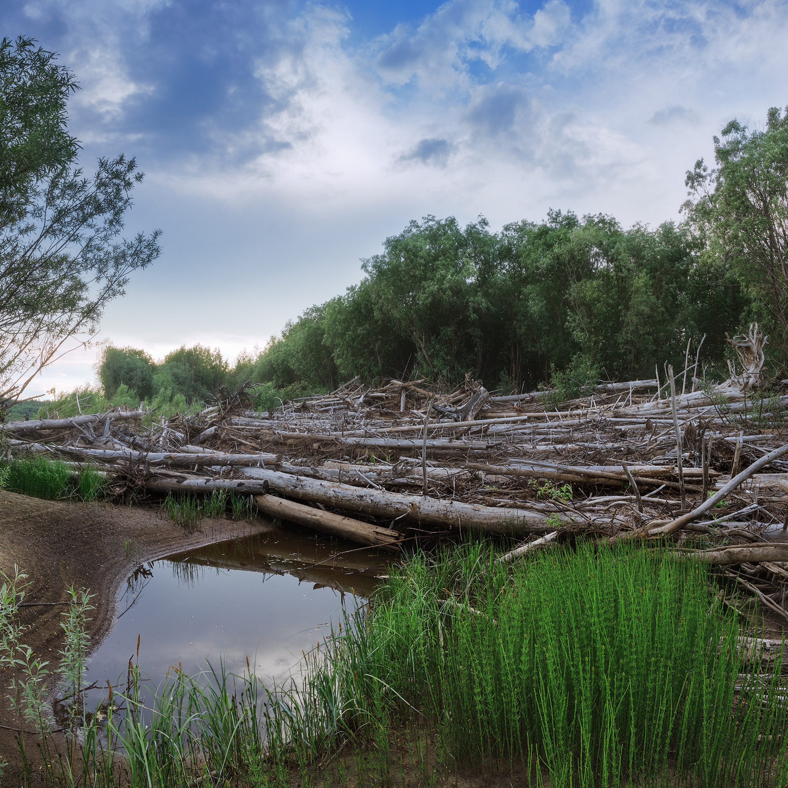 Весеннее половодье. Деревья, которые принесло половодье. Первая весенняя листва.
