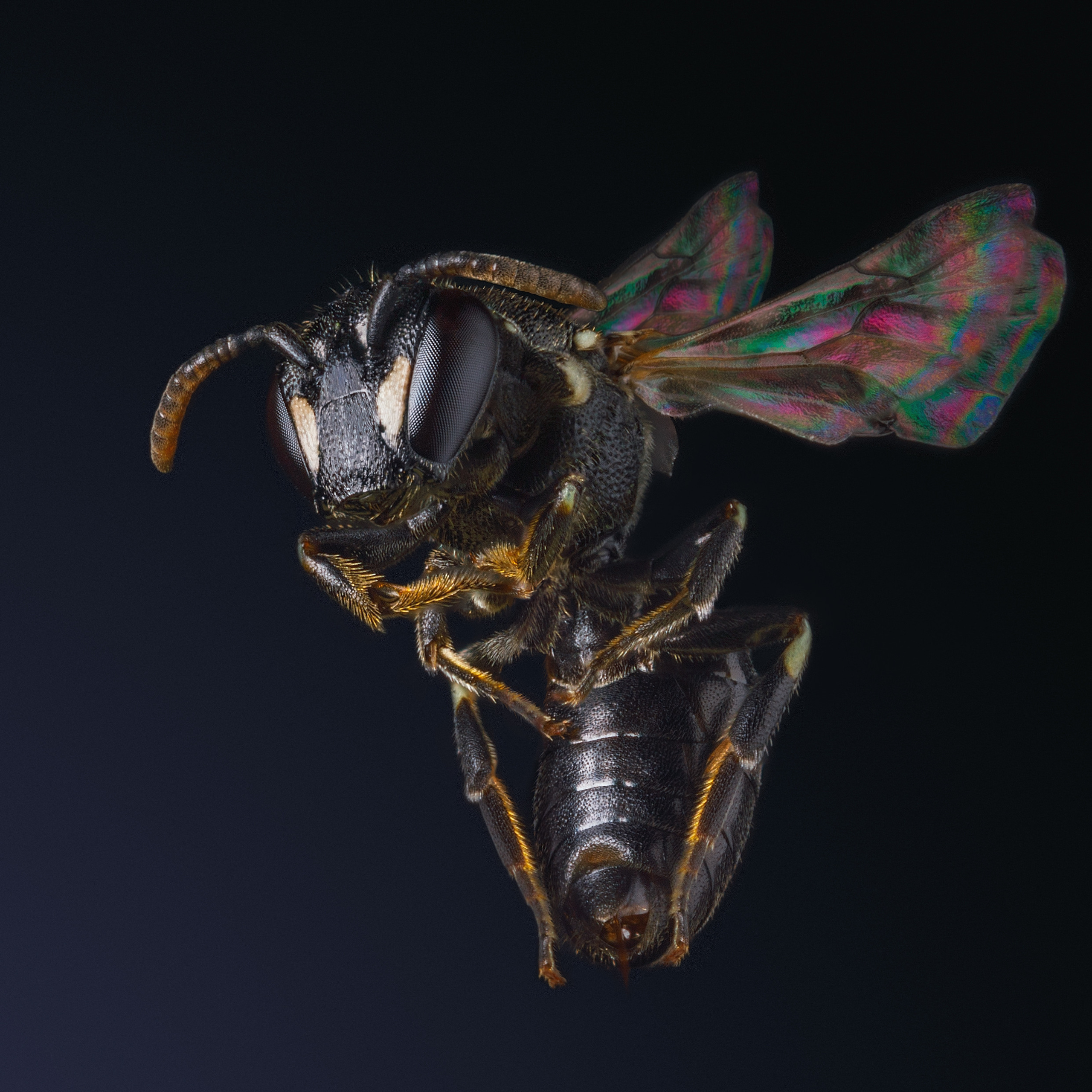 Макрофотография осы.