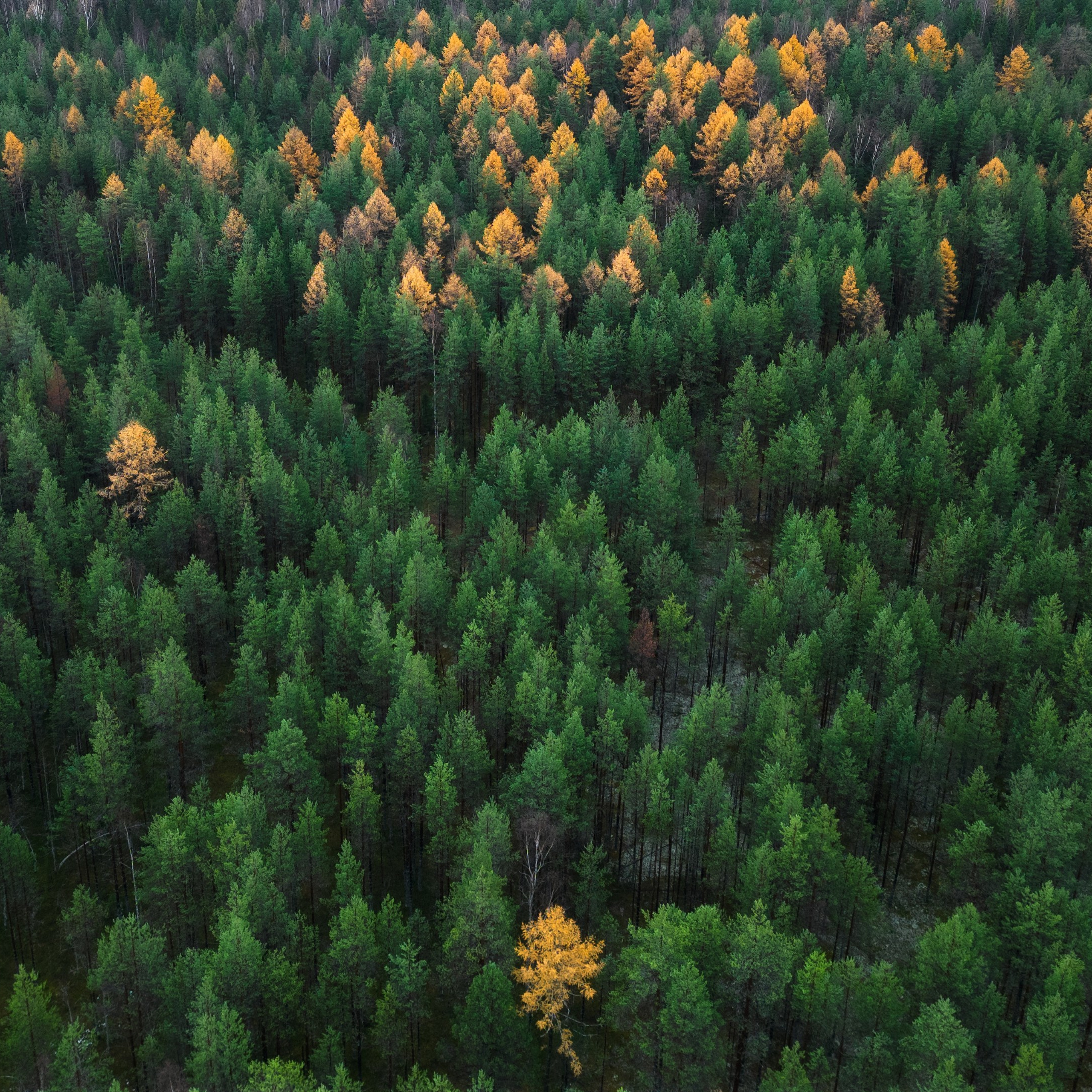 Желтые лиственницы в сосновом бору. Желтые лиственницы с дрона. Лиственницы осенью.