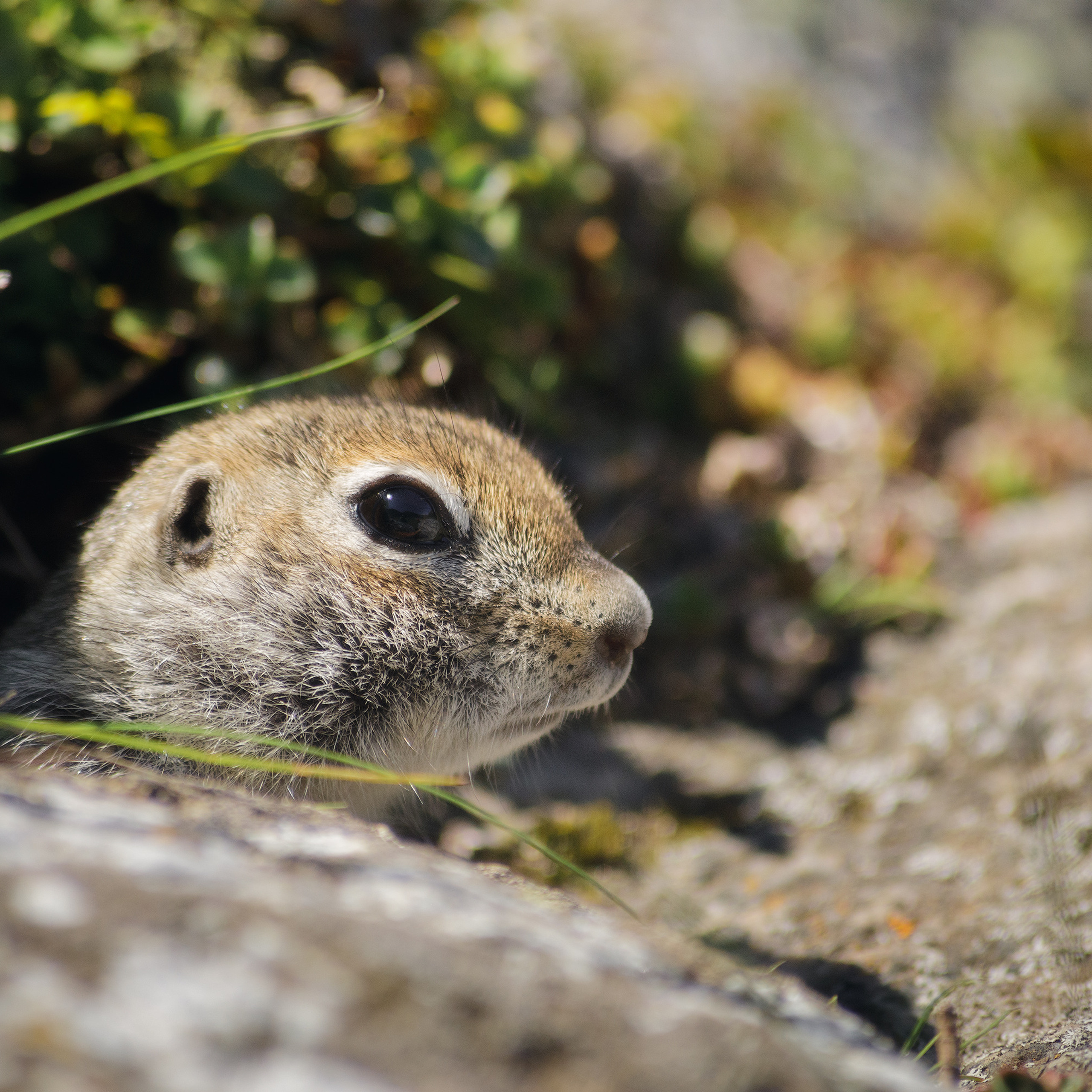 Горный кавказский суслик. Эльбрусский суслик прячется в норе.
