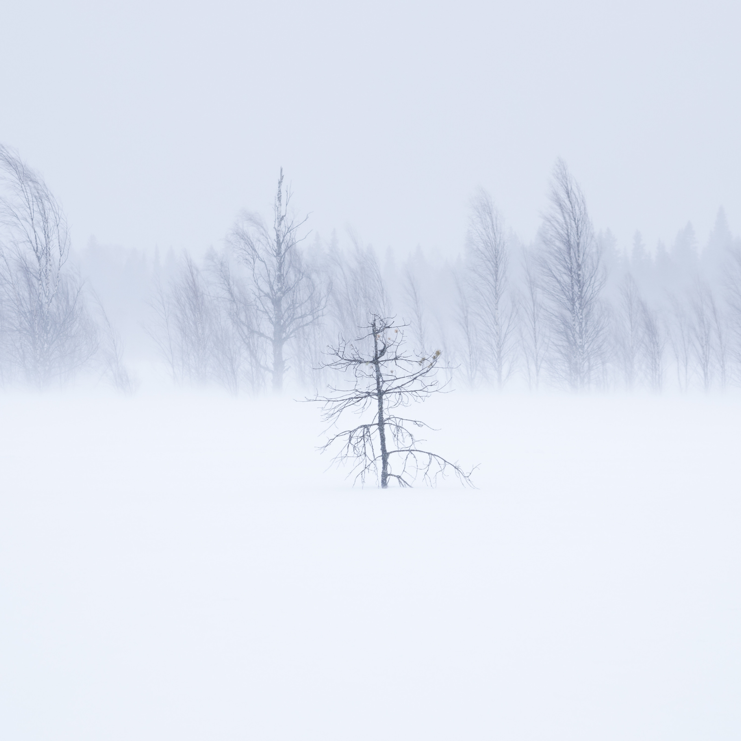 Blizzard. Winter landscape. Landscape with snow. Landscape in winter. Hurricane. Snow storm. Storm.