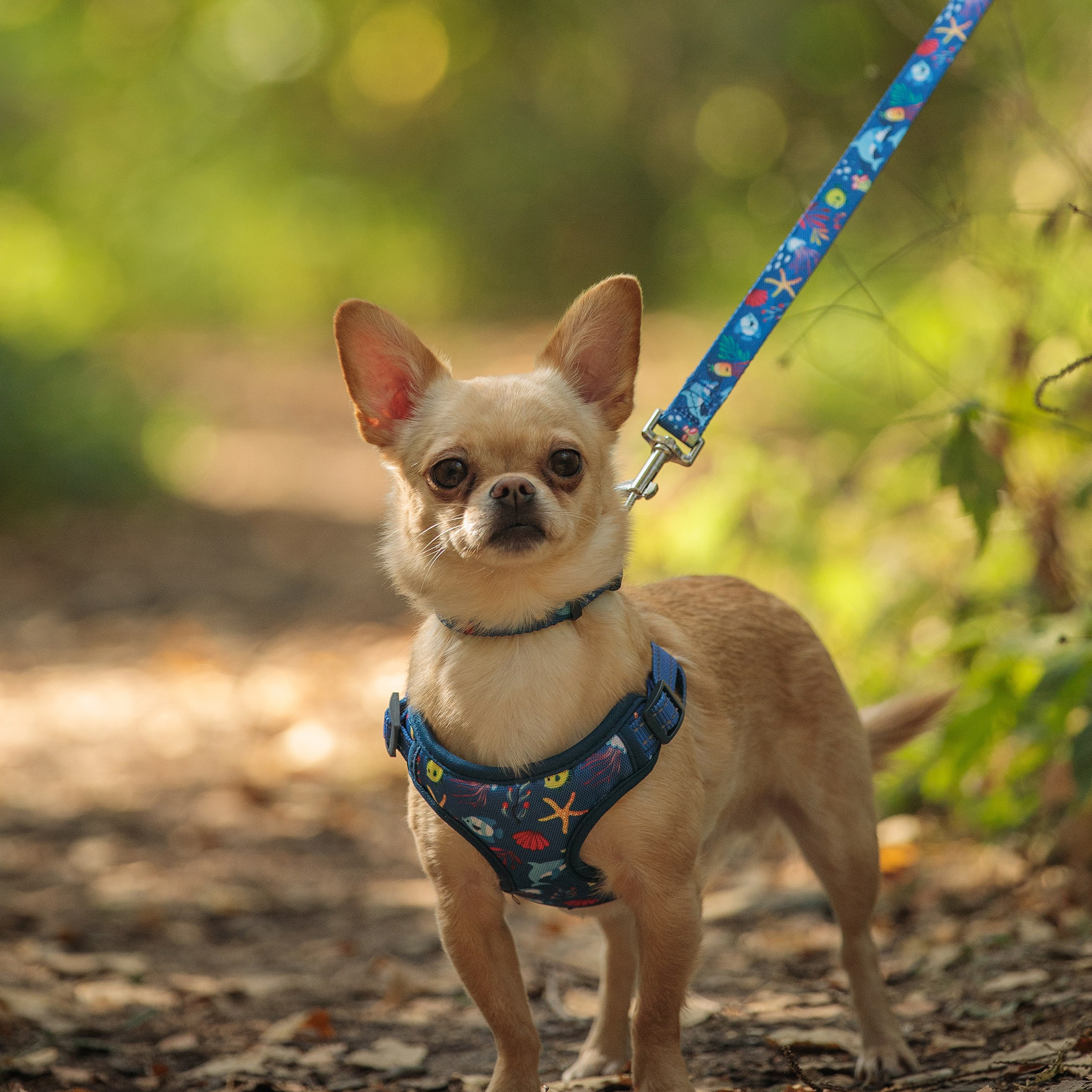 Модельная съемка с животными. Фотосъёмка с животными. Съемка аксессуаров для домашних животных.