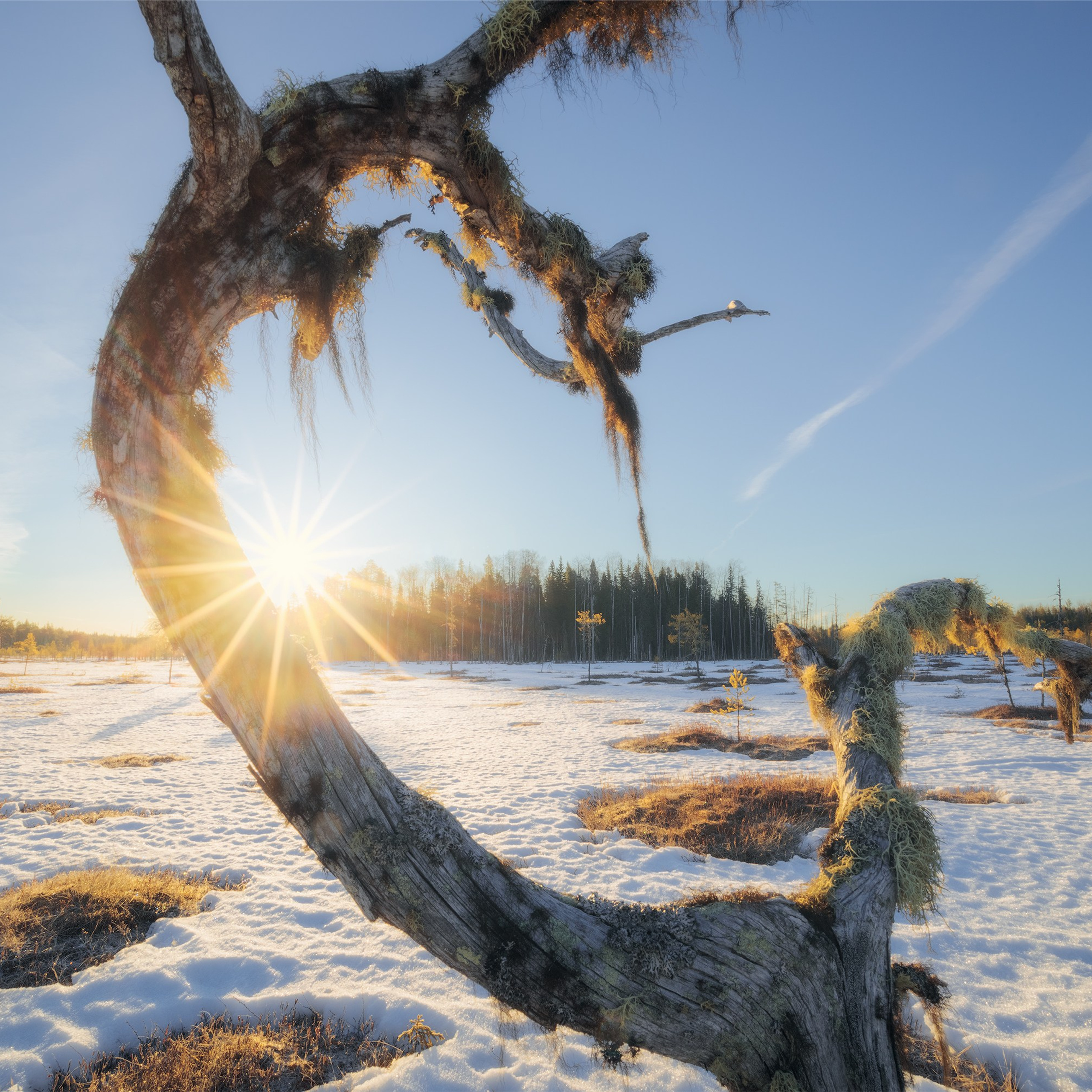 Spring dawn. Dawn on the swamp. Thawed patches on the swamp in spring. Pine tree on the swamp. Melted snow on the swamp in spring. Spring swamp. Landscape with the sun.
