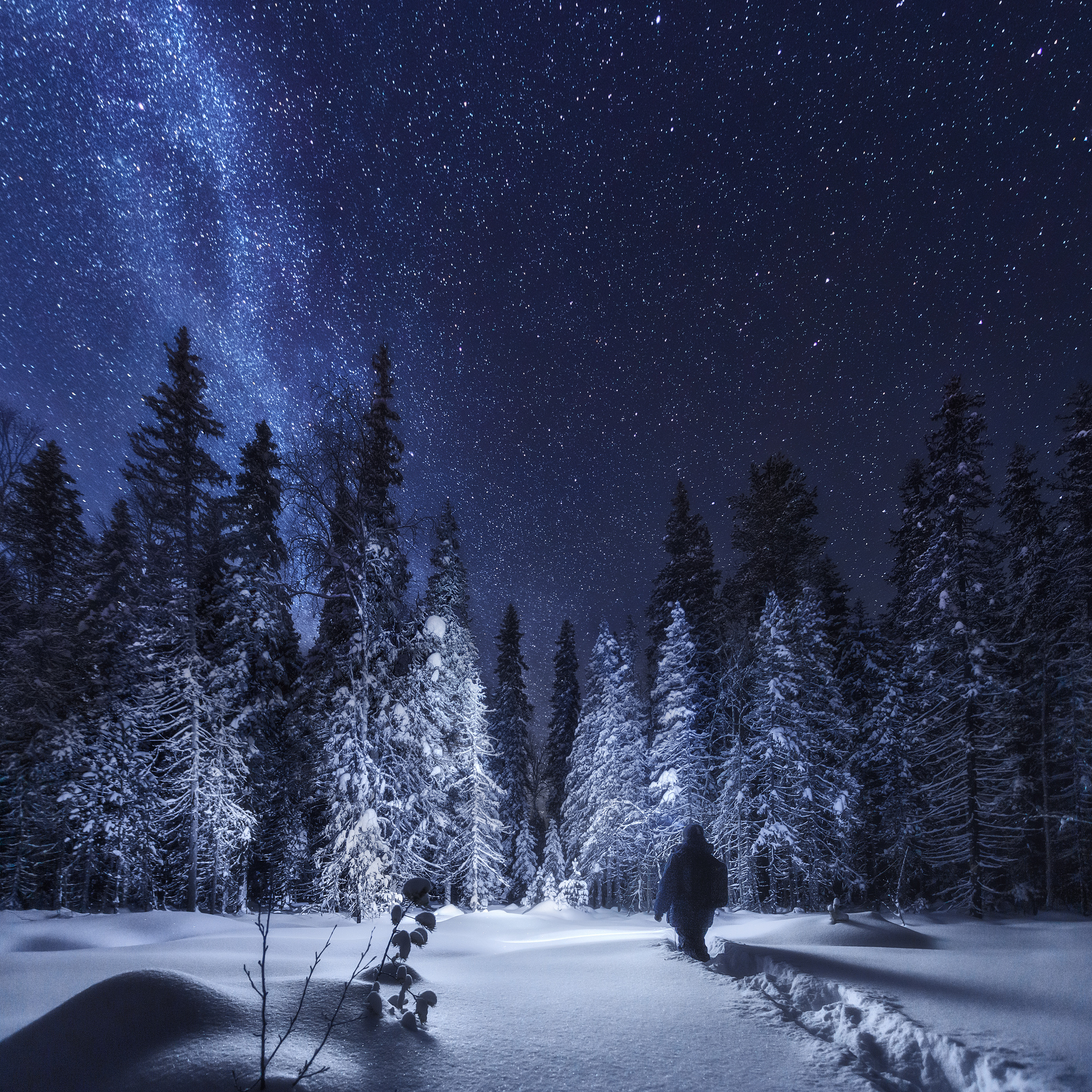 Млечный путь над заснеженными елями. Человек под звёздным небом. Млечный путь зимой в лесу.