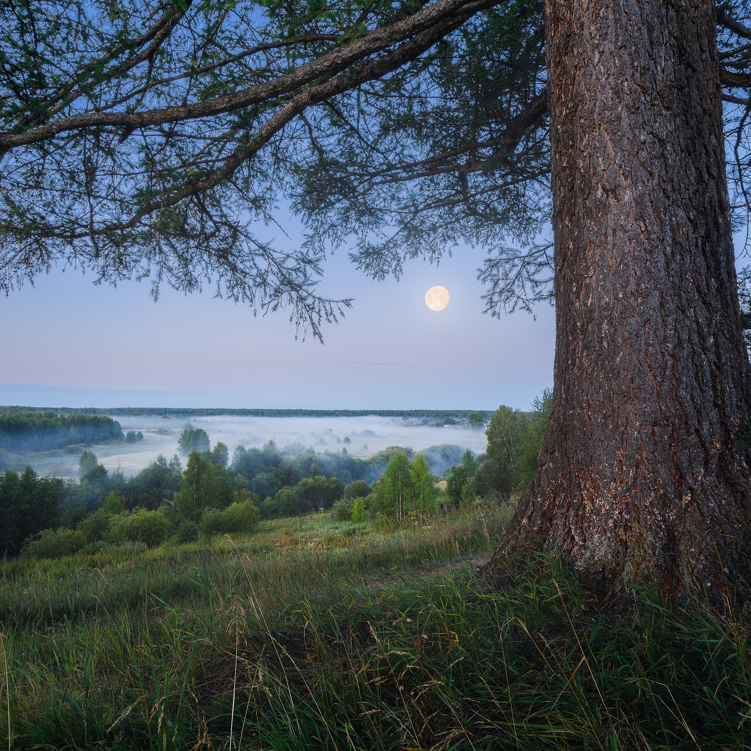 Белые ночи на севере. Закат Луны над туманной рекой. Огромная лиственница на берегу.