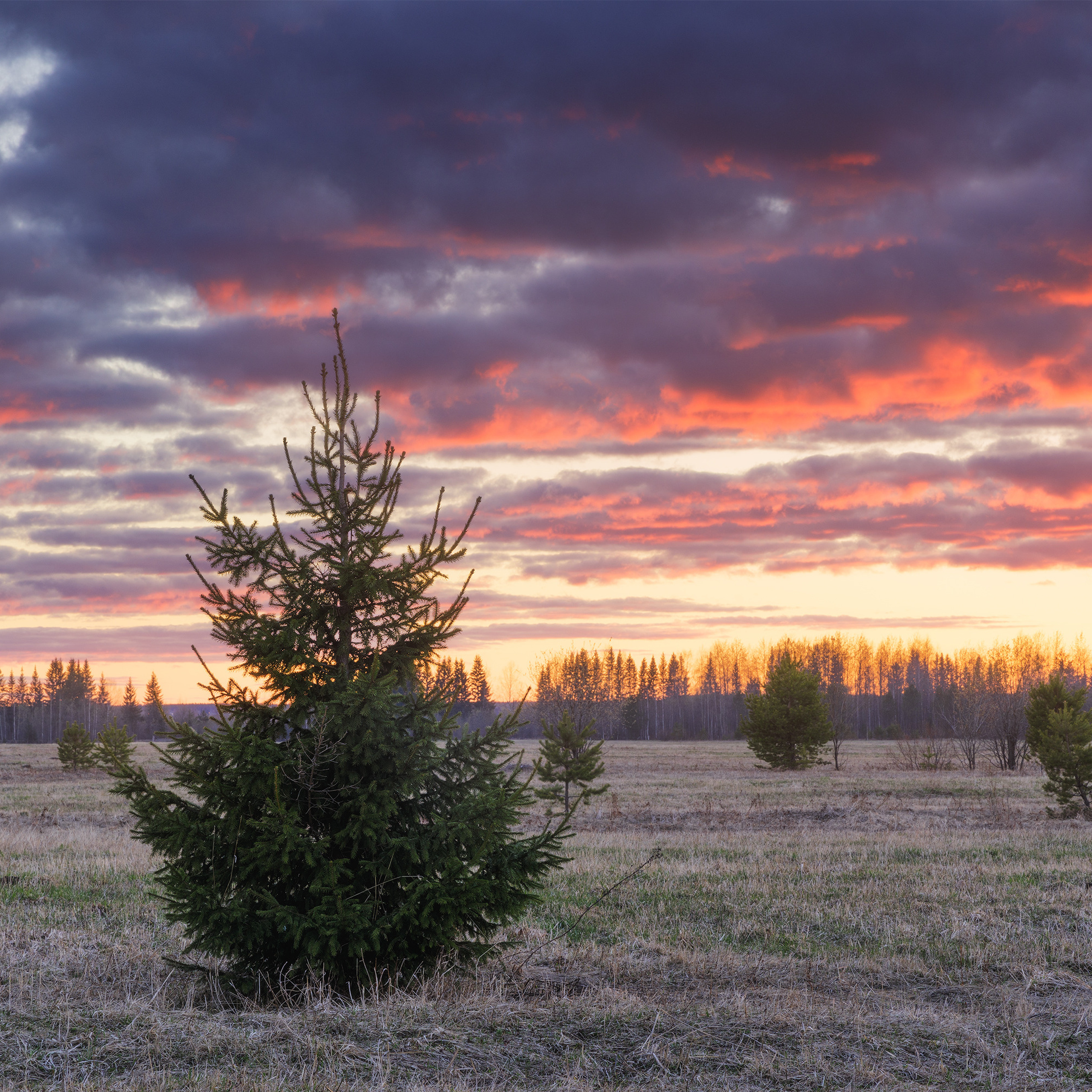 Одинокая пушистая елка на фоне весеннего заката. Яркий алый закат на севере. Одинокое дерево на фоне алого заката. Красный закат на весеннем поле. Пейзажи Республики Коми. Пейзажи севера.