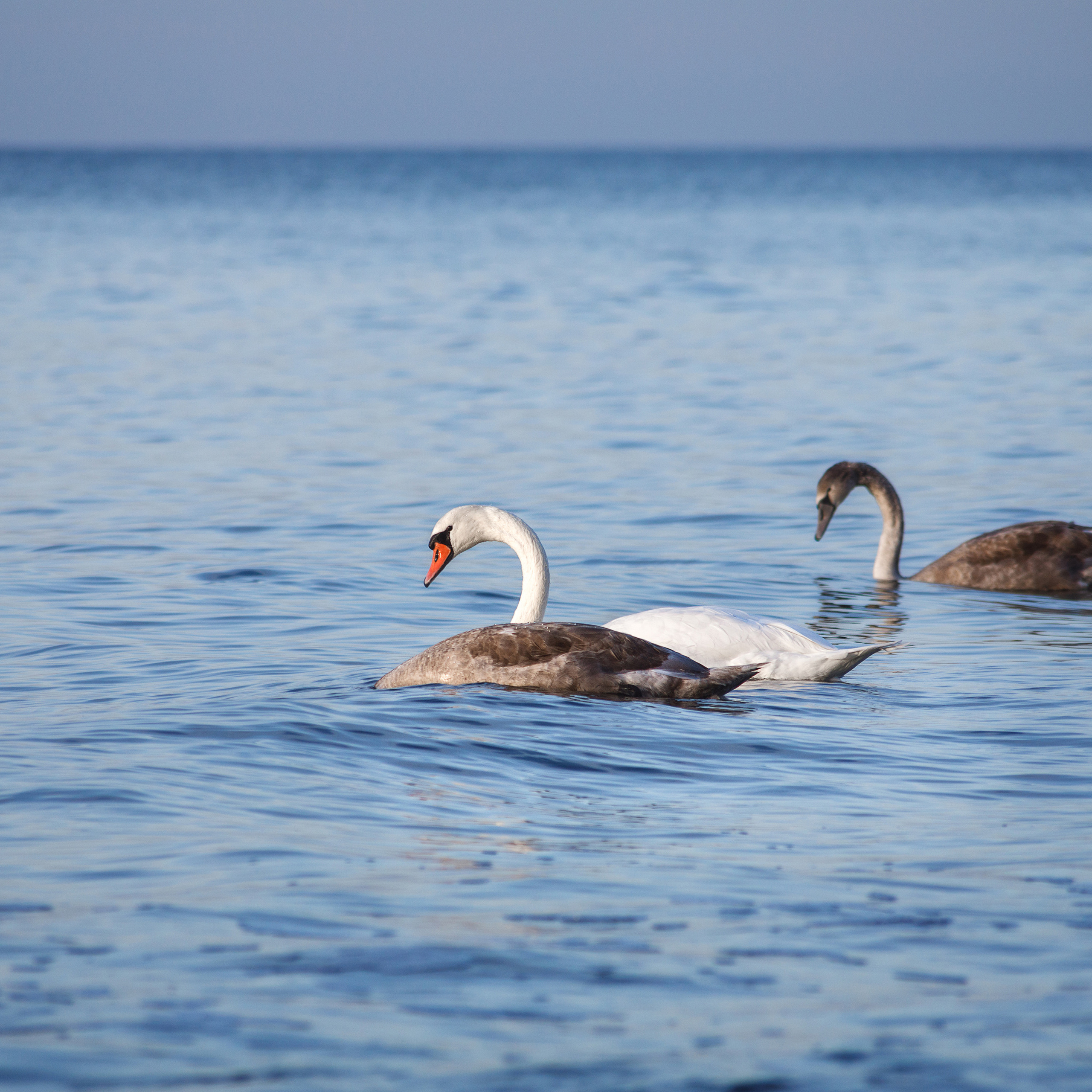 Лебедь с птенцами.